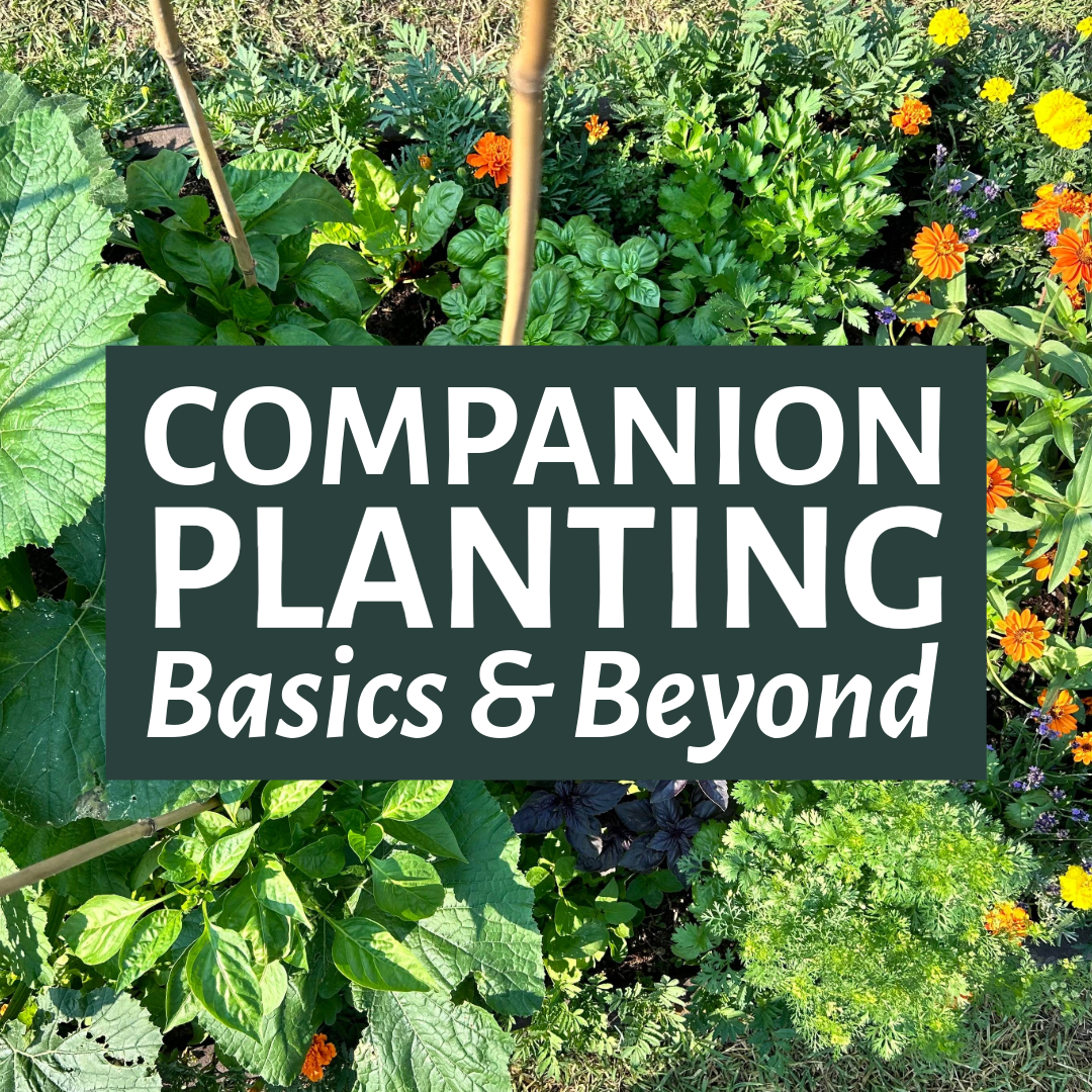 Companion Planting Basics & Beyond