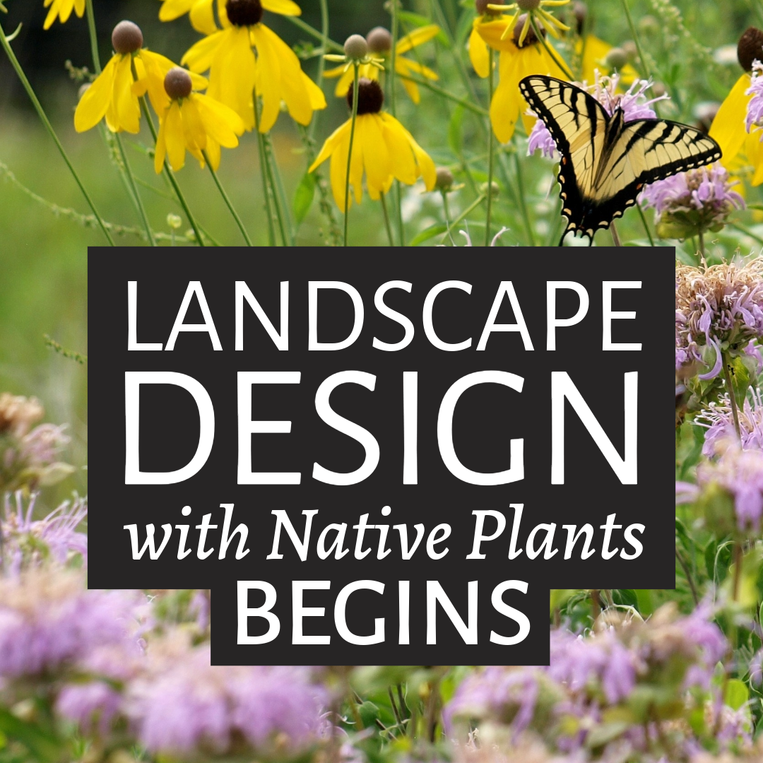 Landscape Design with Native Plants Begins