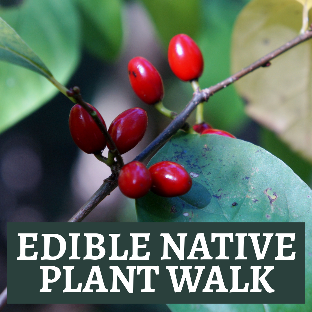 Edible Native Plant Walk
