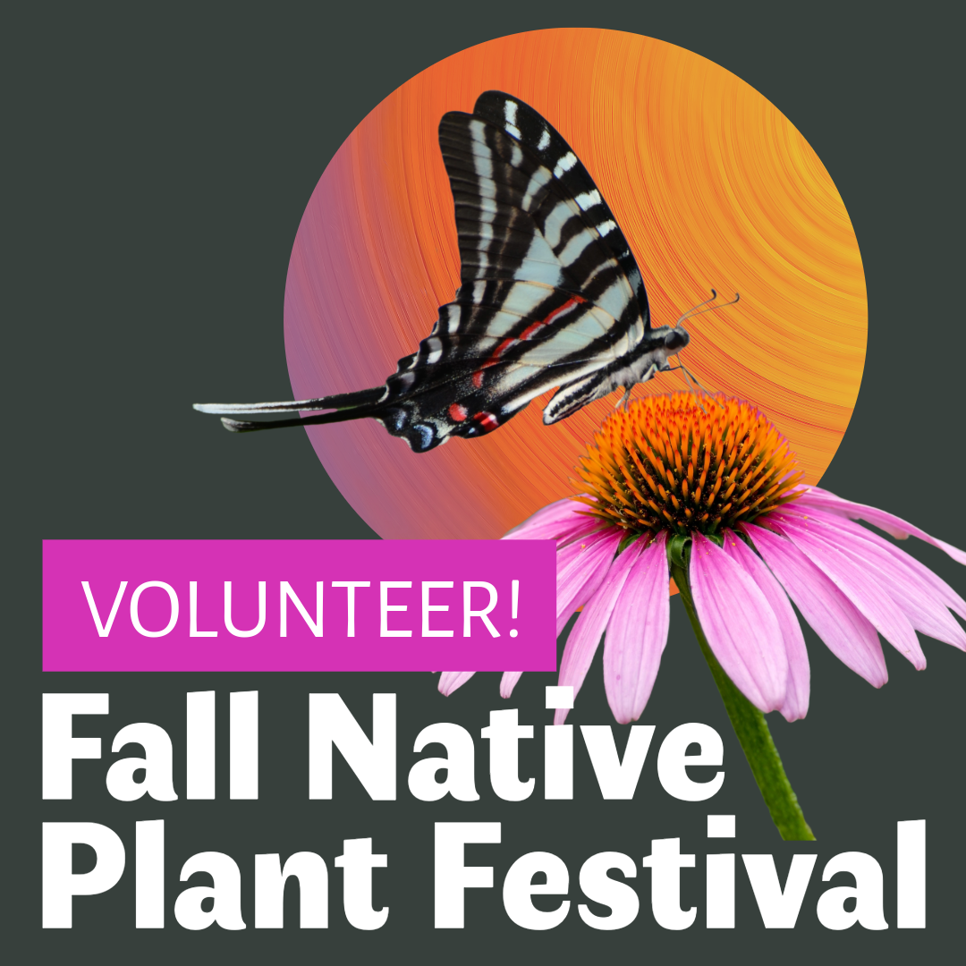 Volunteer for the Fall Native Plant Festival