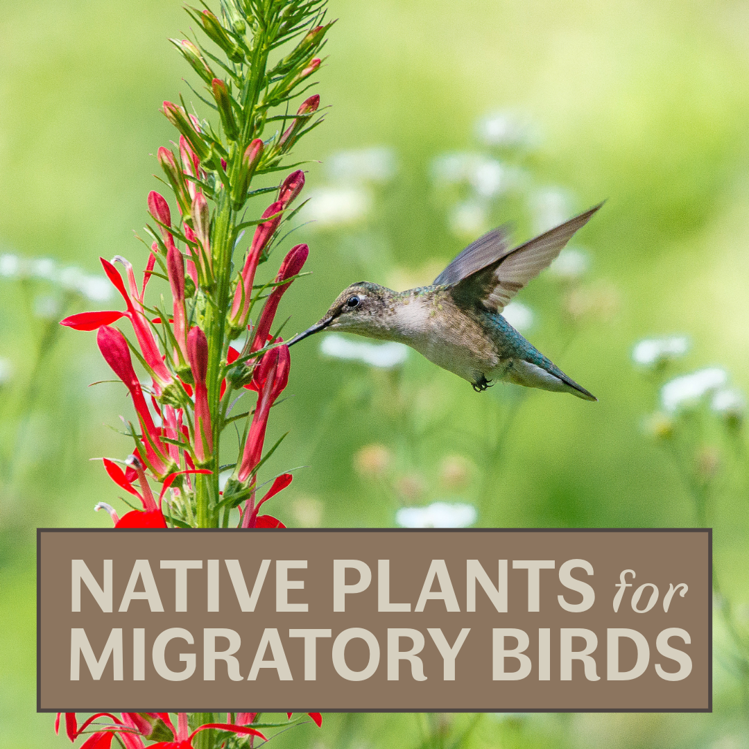 Native Plants for Migratory Birds