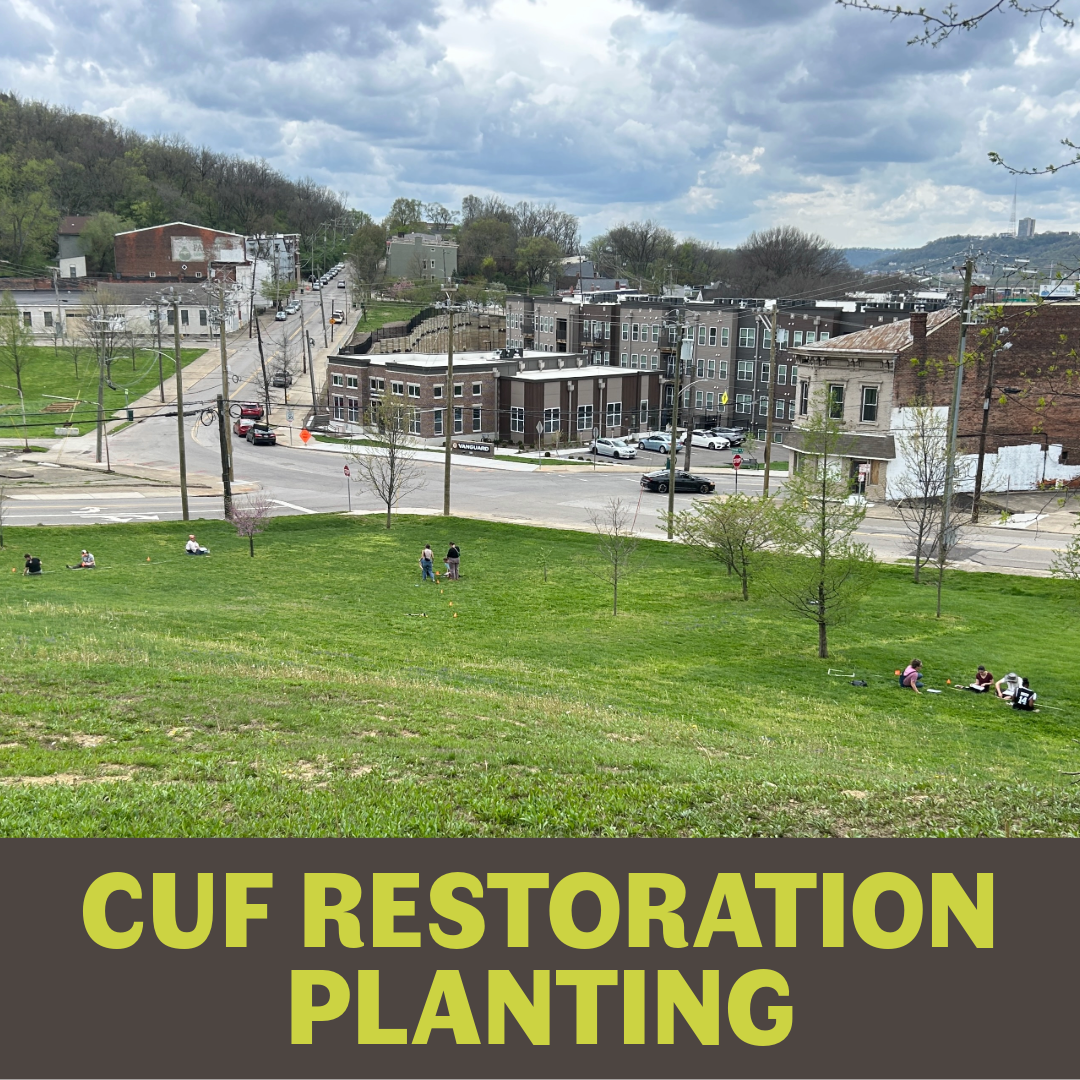 CUF Restoration Planting