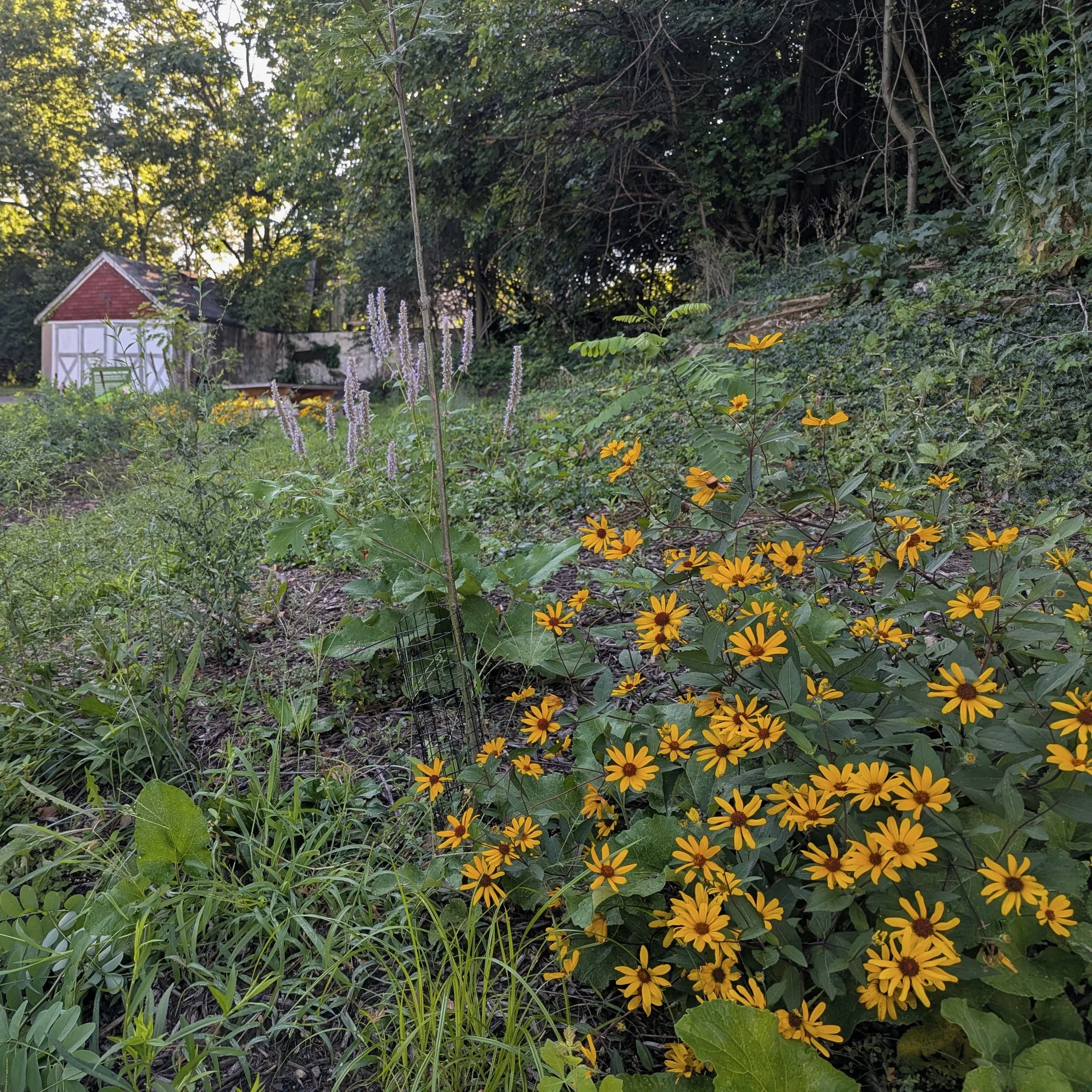 dewey aug26.jpeg