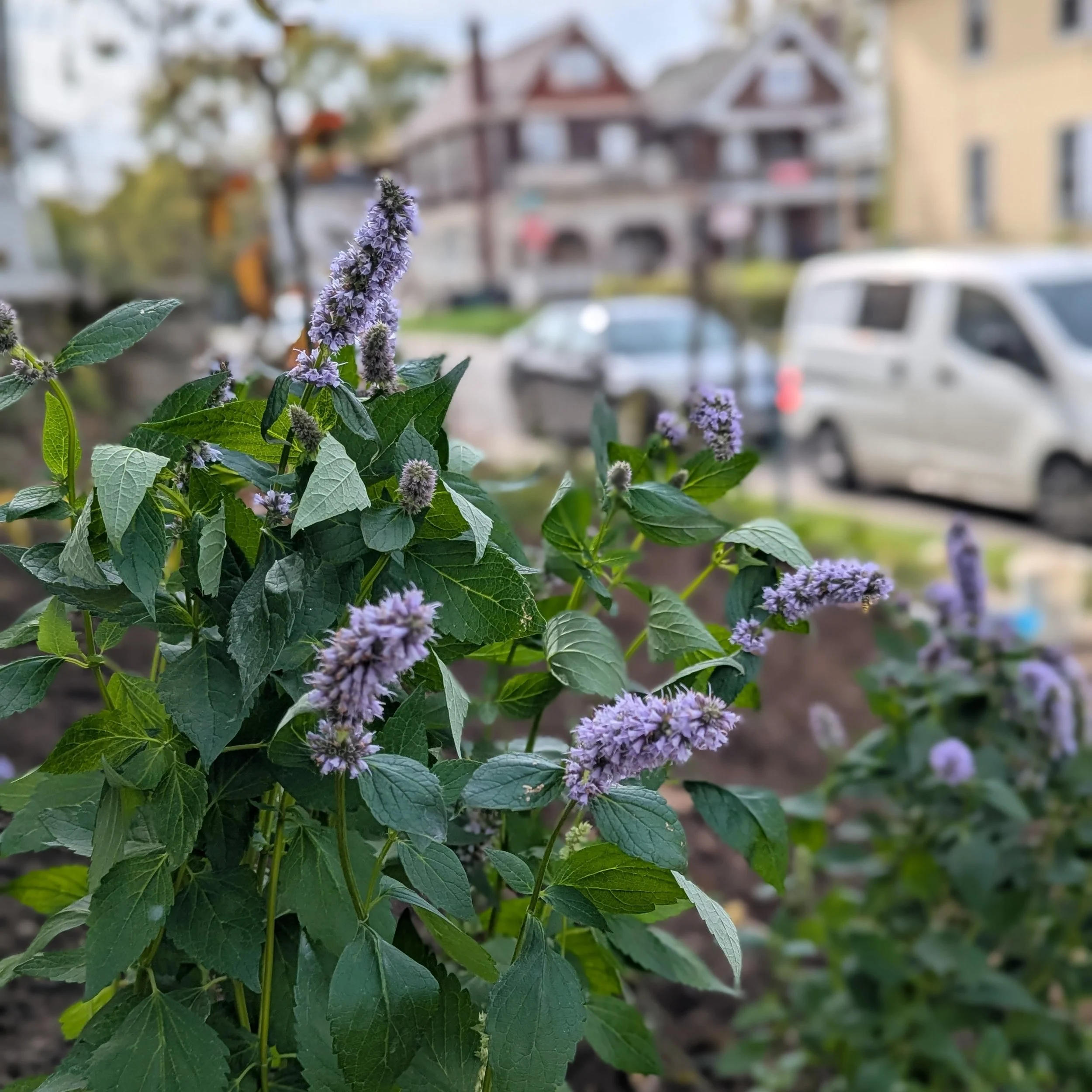 agastache bluefortune nov25 (1).jpeg