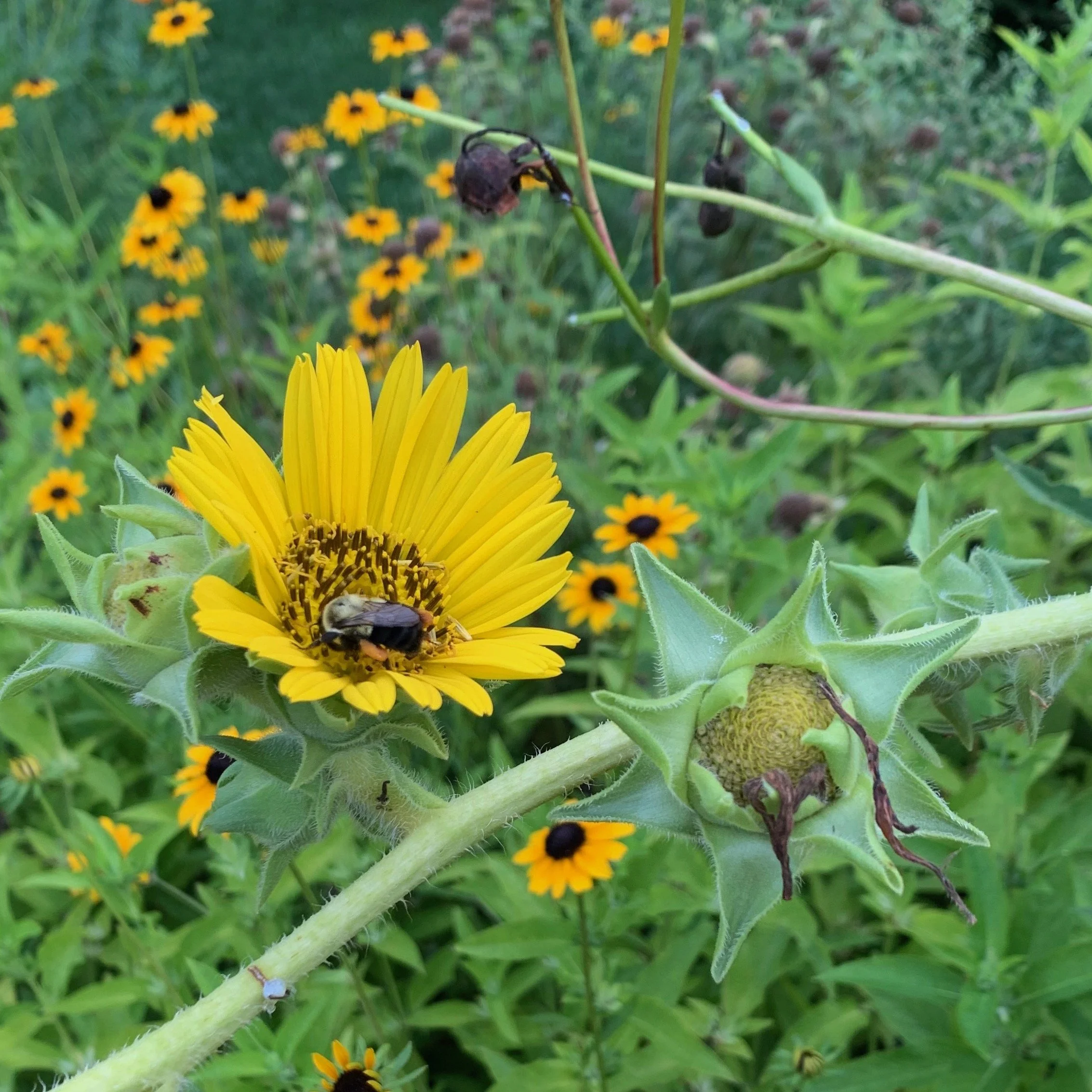Enhancing Learning by Embracing Native Plants