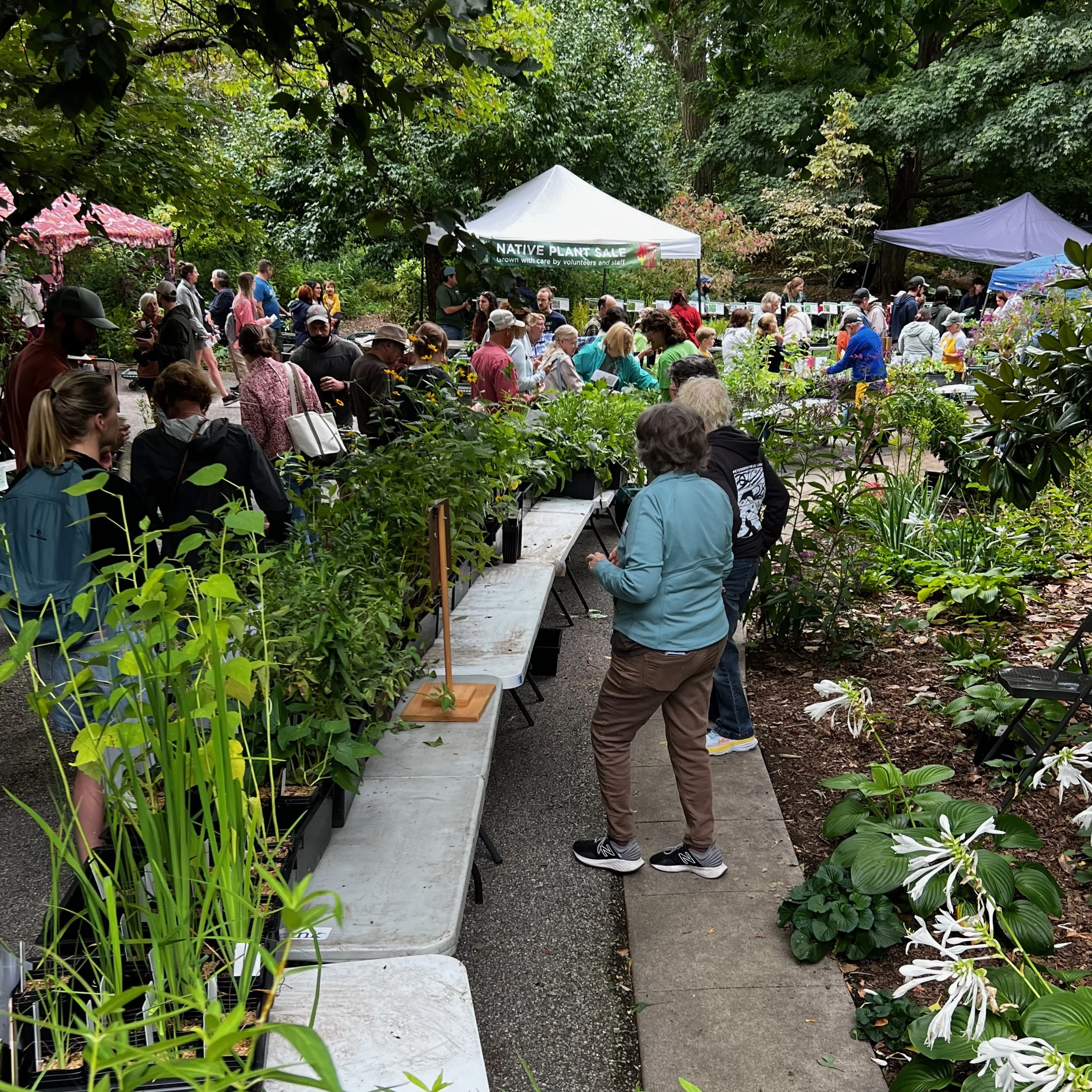 Plant by Plant: Growing a Native Plant Movement