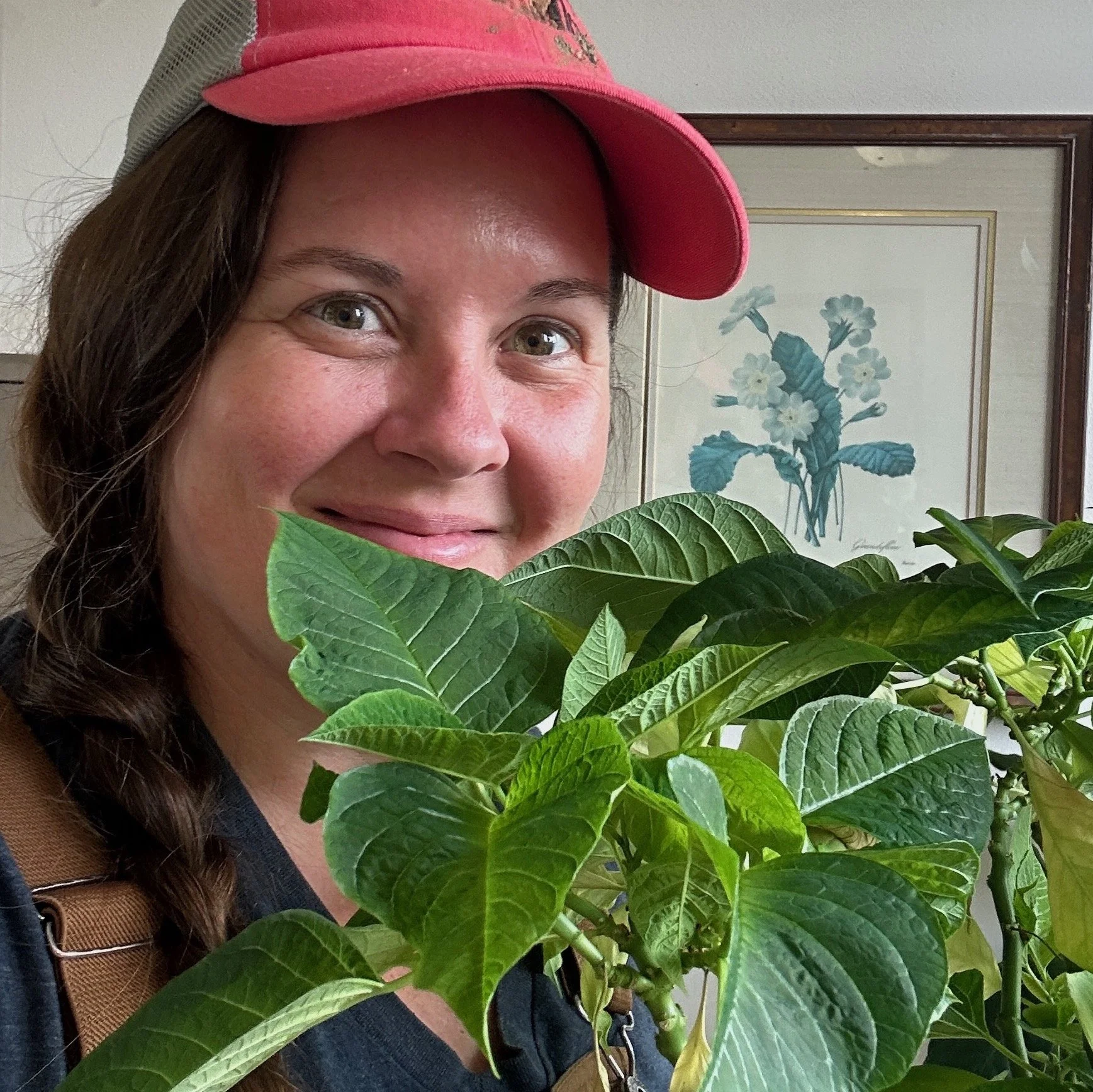 Poinsettias in July