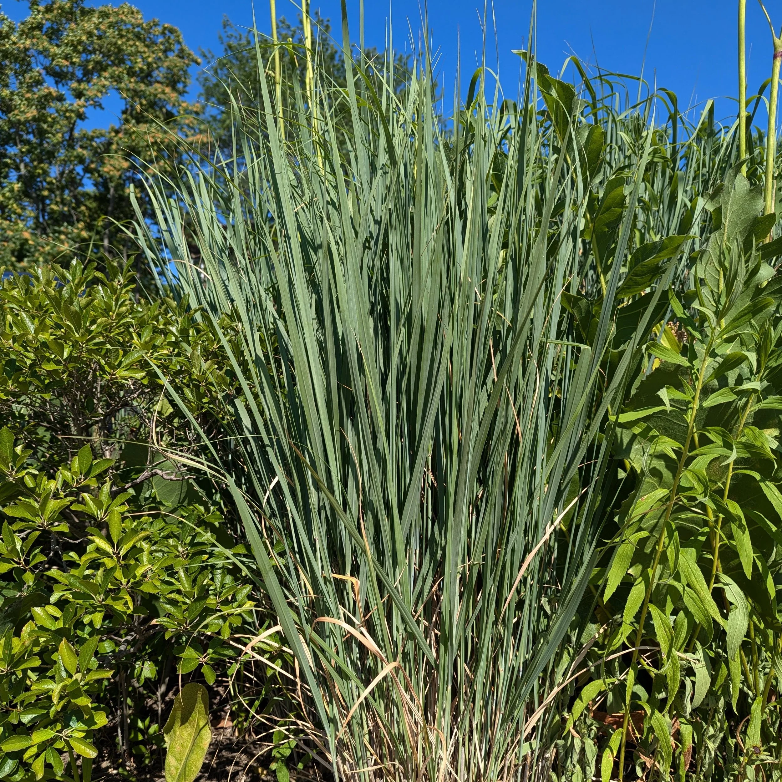panicum virgatum summer.jpg