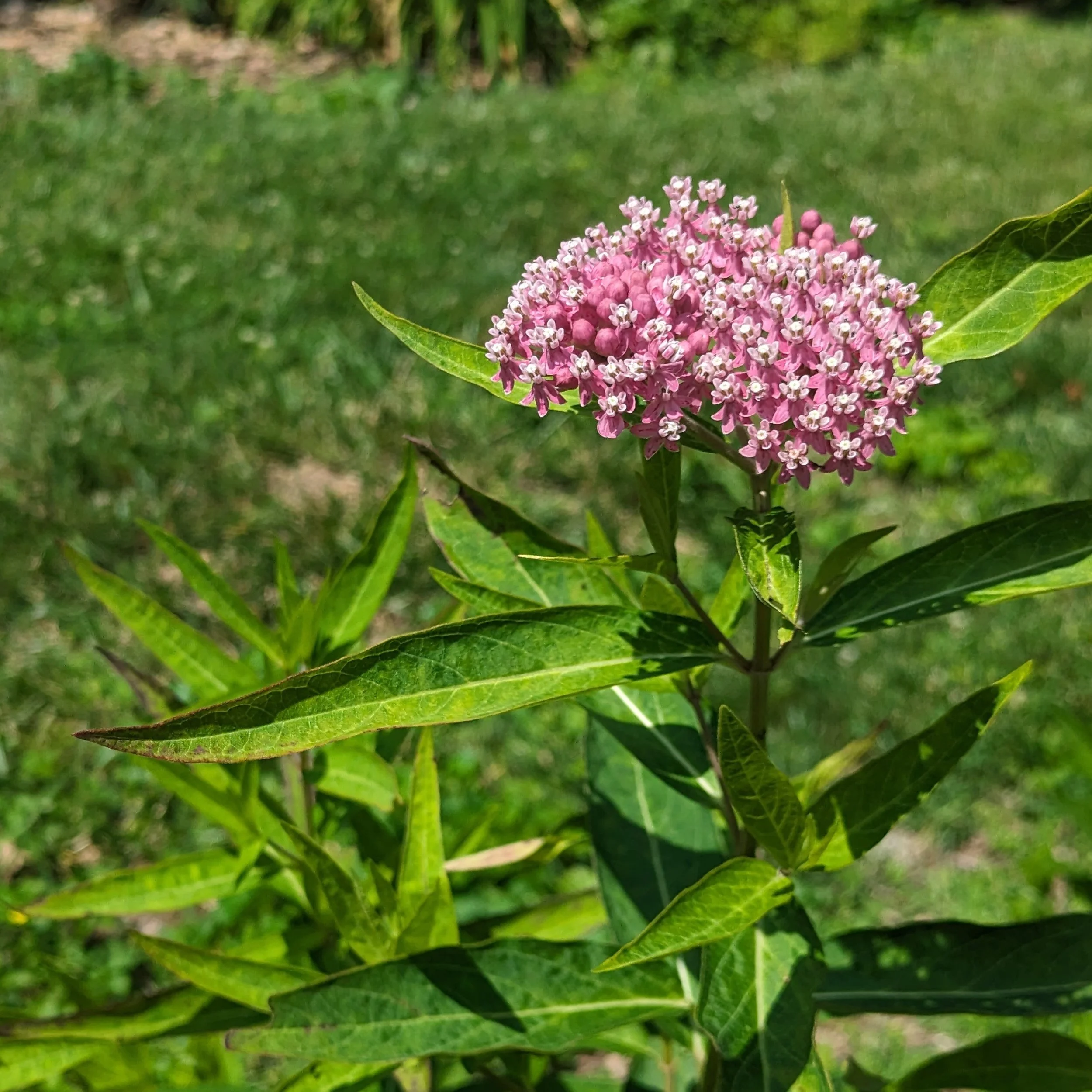 asclepias incarnata.jpg