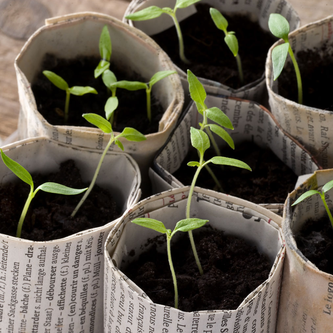 Sustainable Seed Starting