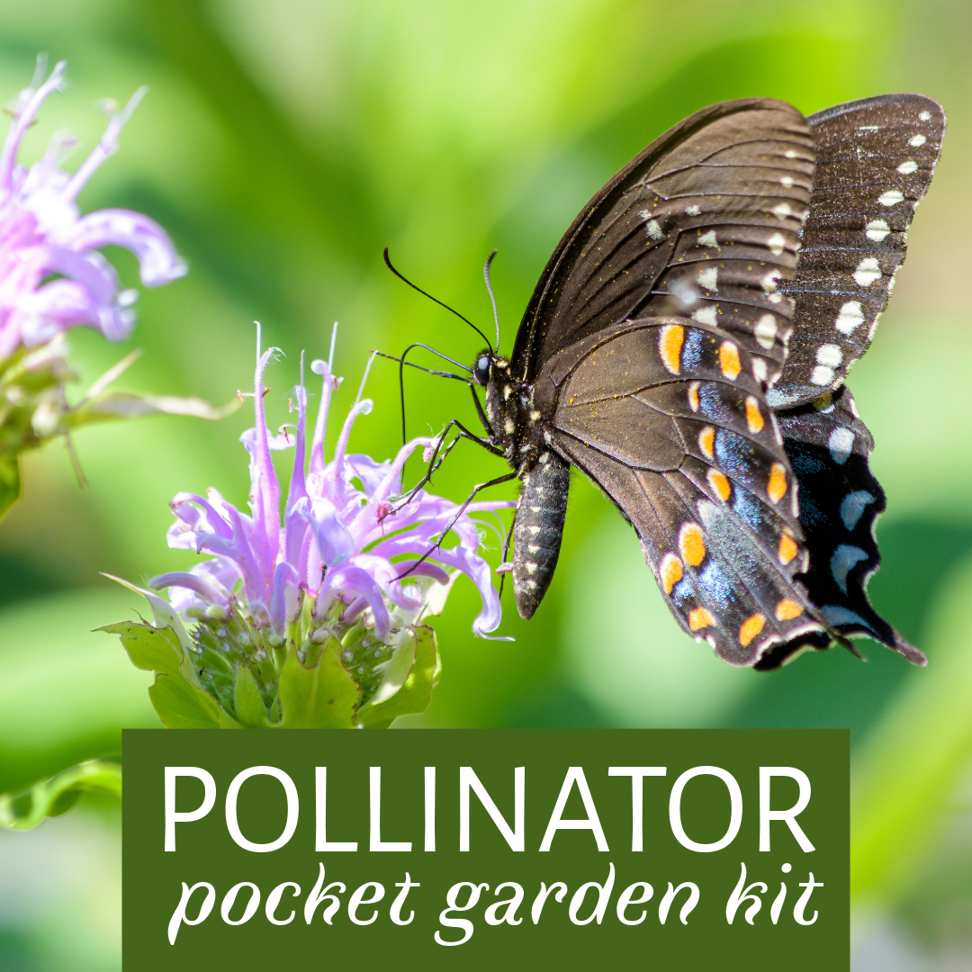 Pollinator Pocket Garden Kit