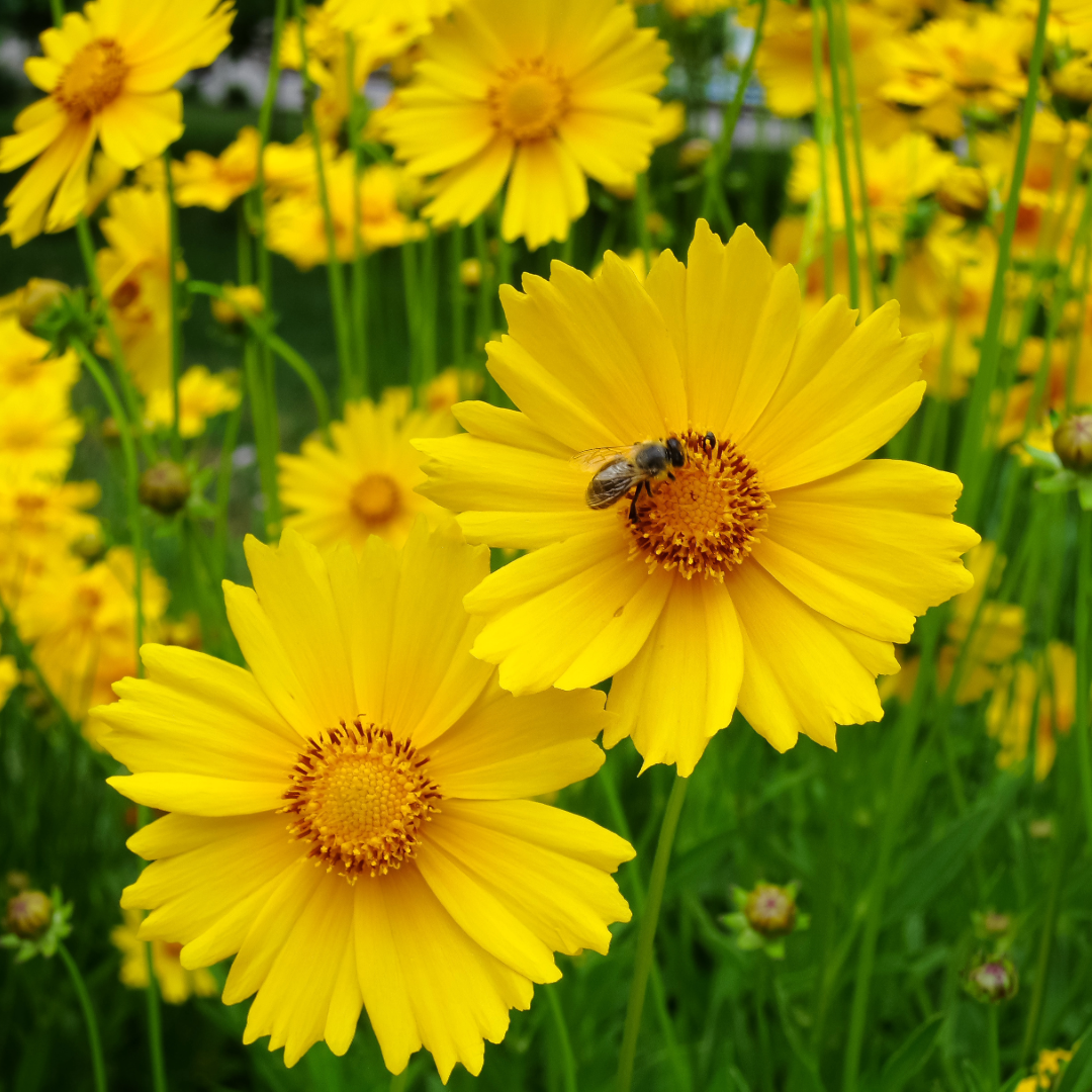 coreopsis lanceolata.png