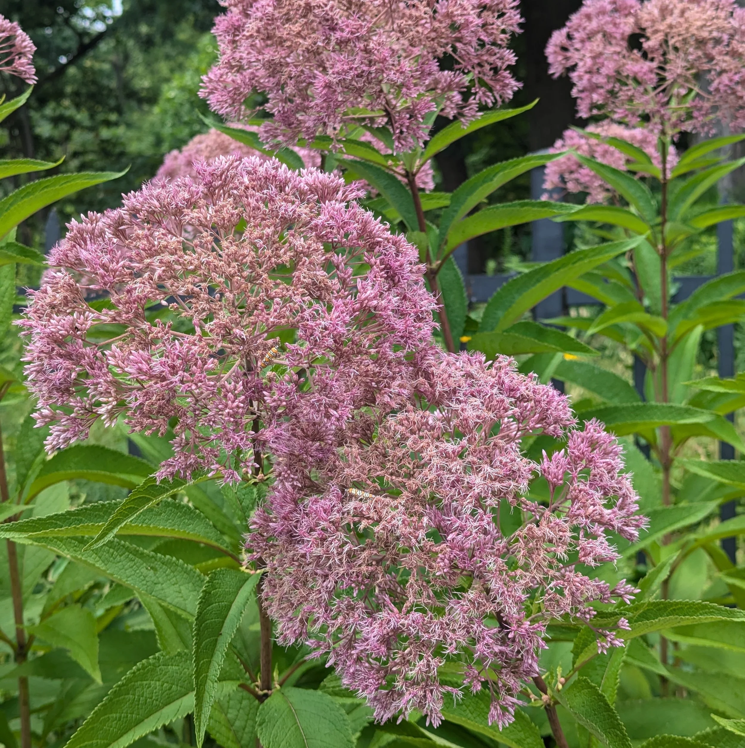 Eutrochium.jpg