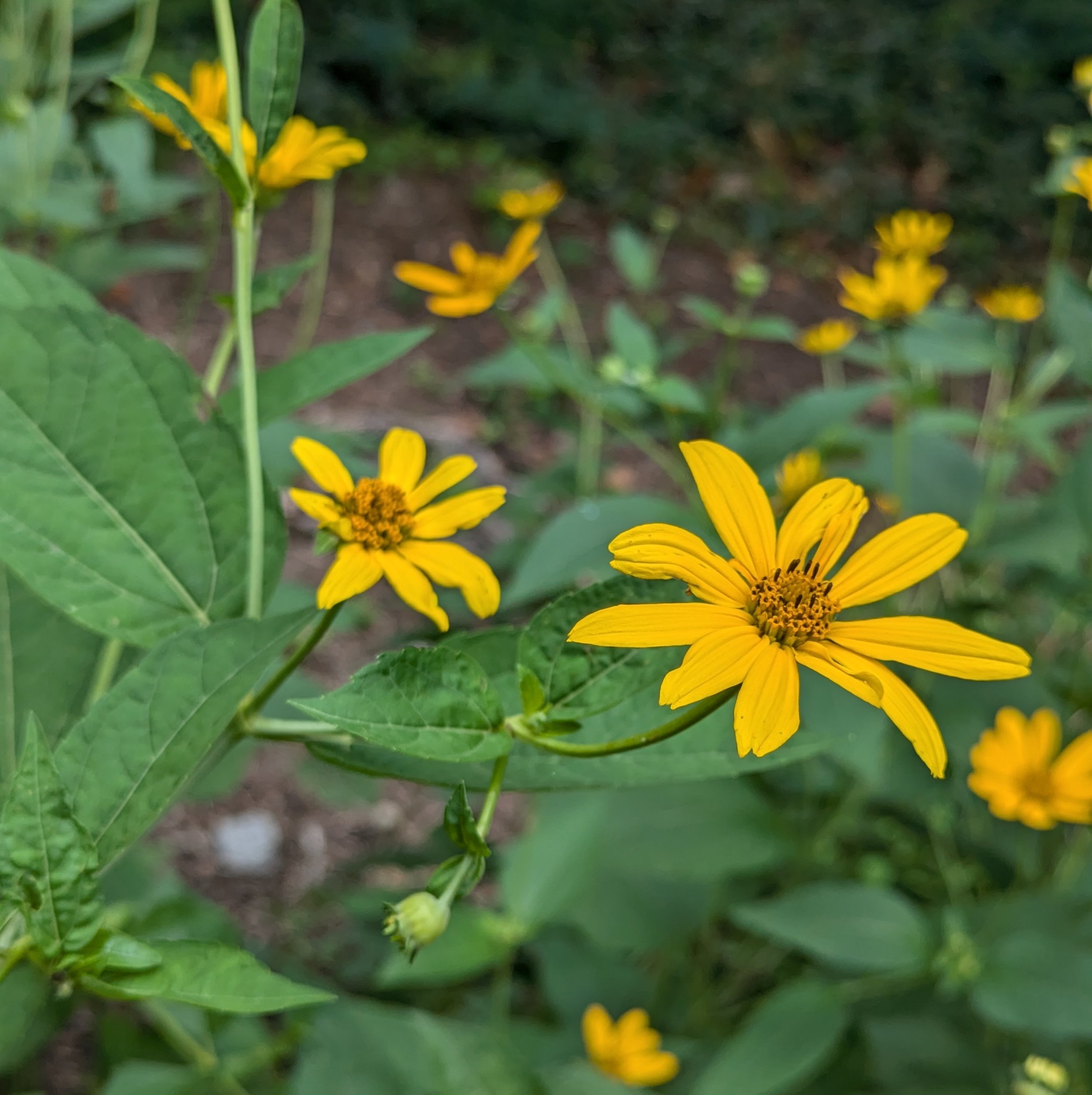 heliopsis helianthoides.jpg