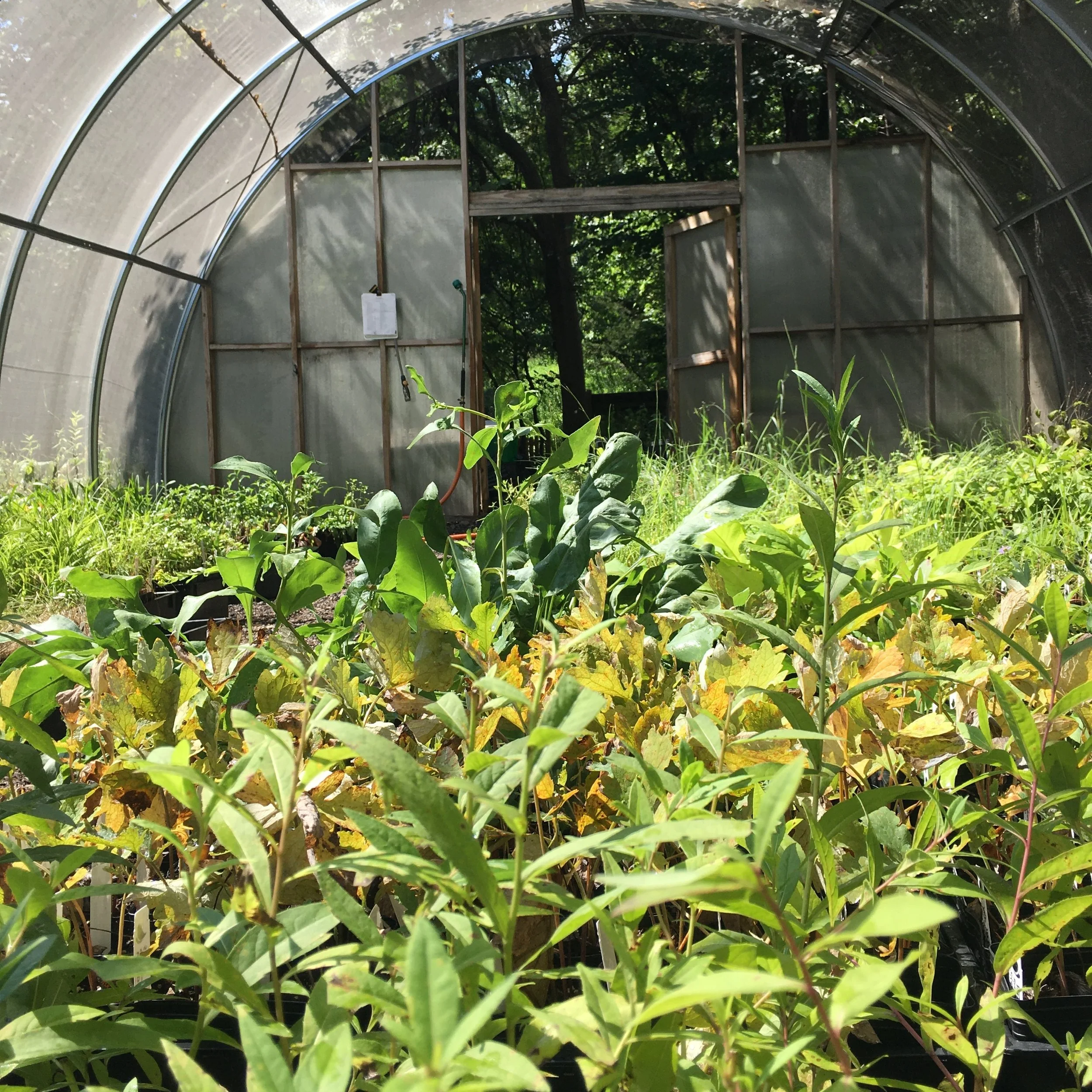 Fall Native Plant Festival 2026: CGC Plant List
