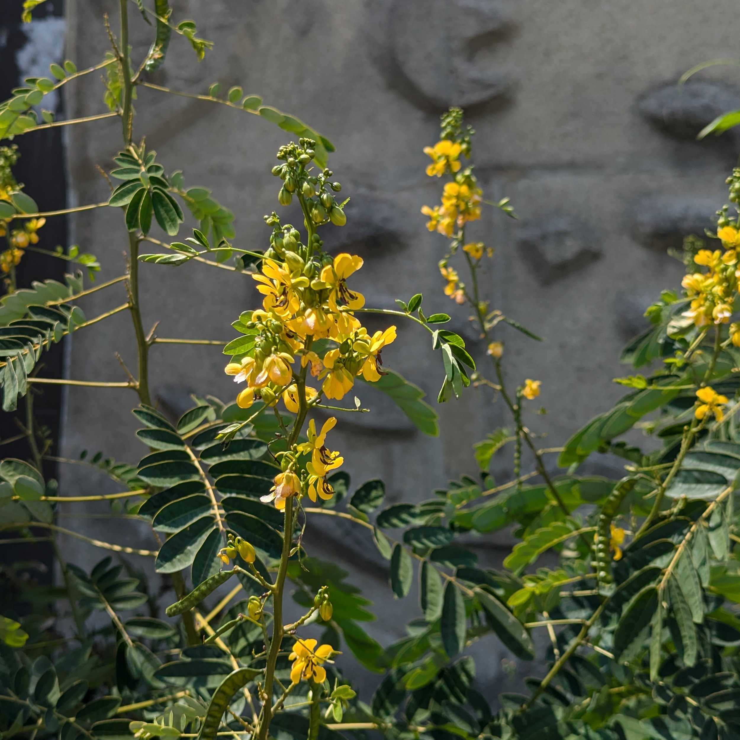 Senna hebecarpa (1).jpg
