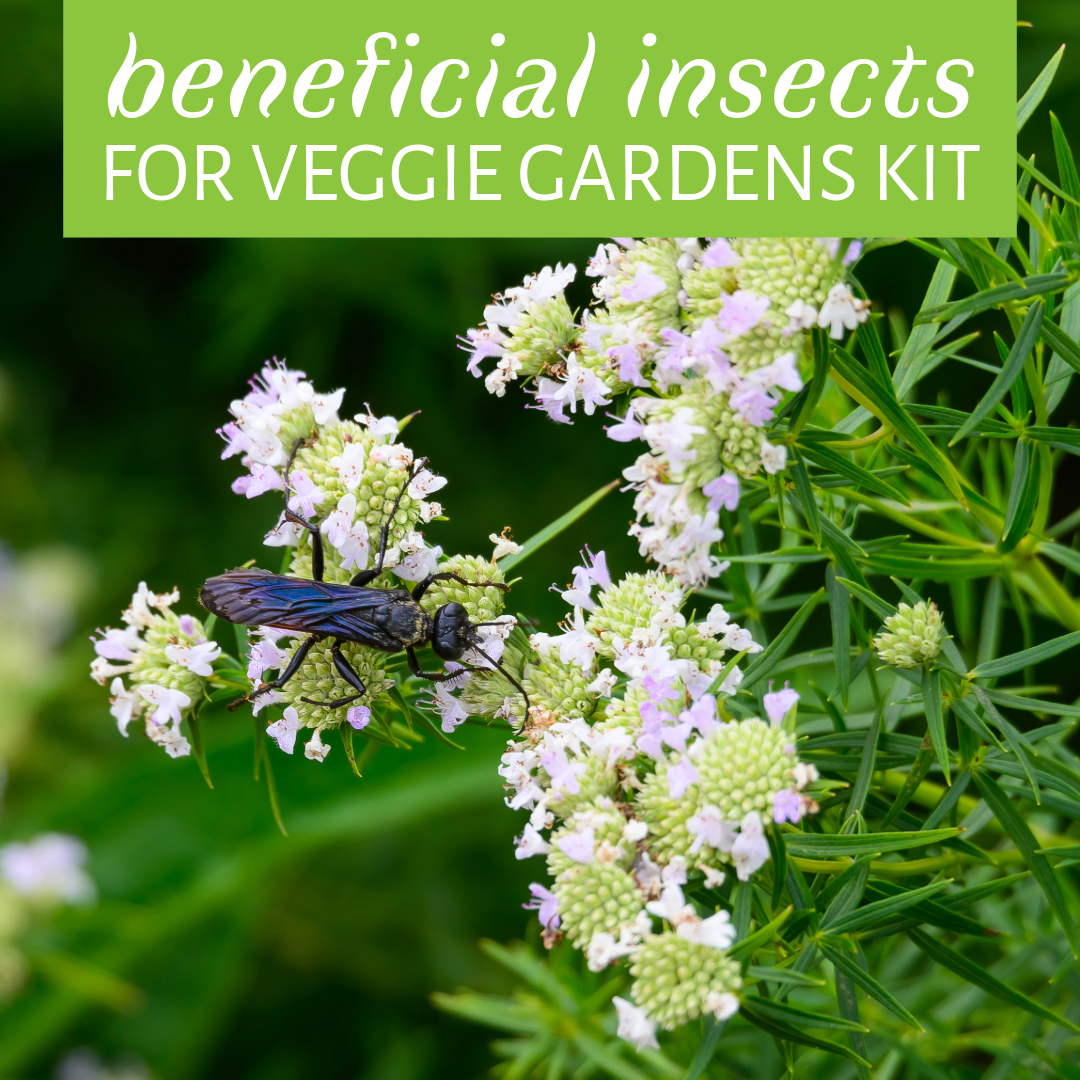 Beneficial Insects for Veggie Gardens Kit
