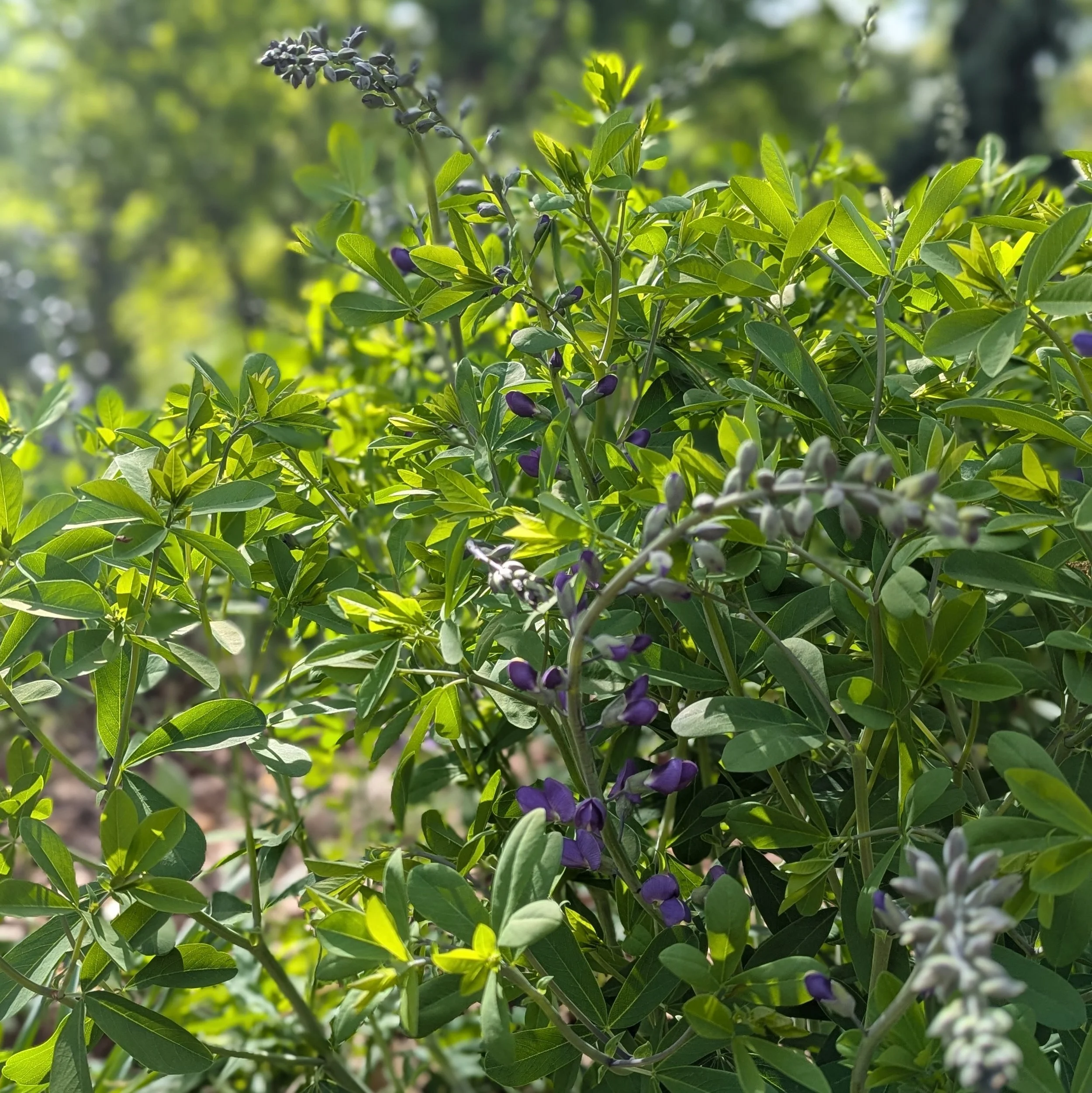 baptisia australis.jpg