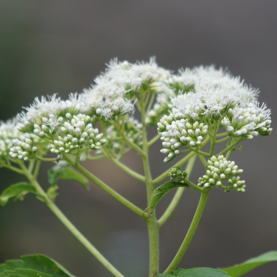 Eupatorium perfoliatum.png