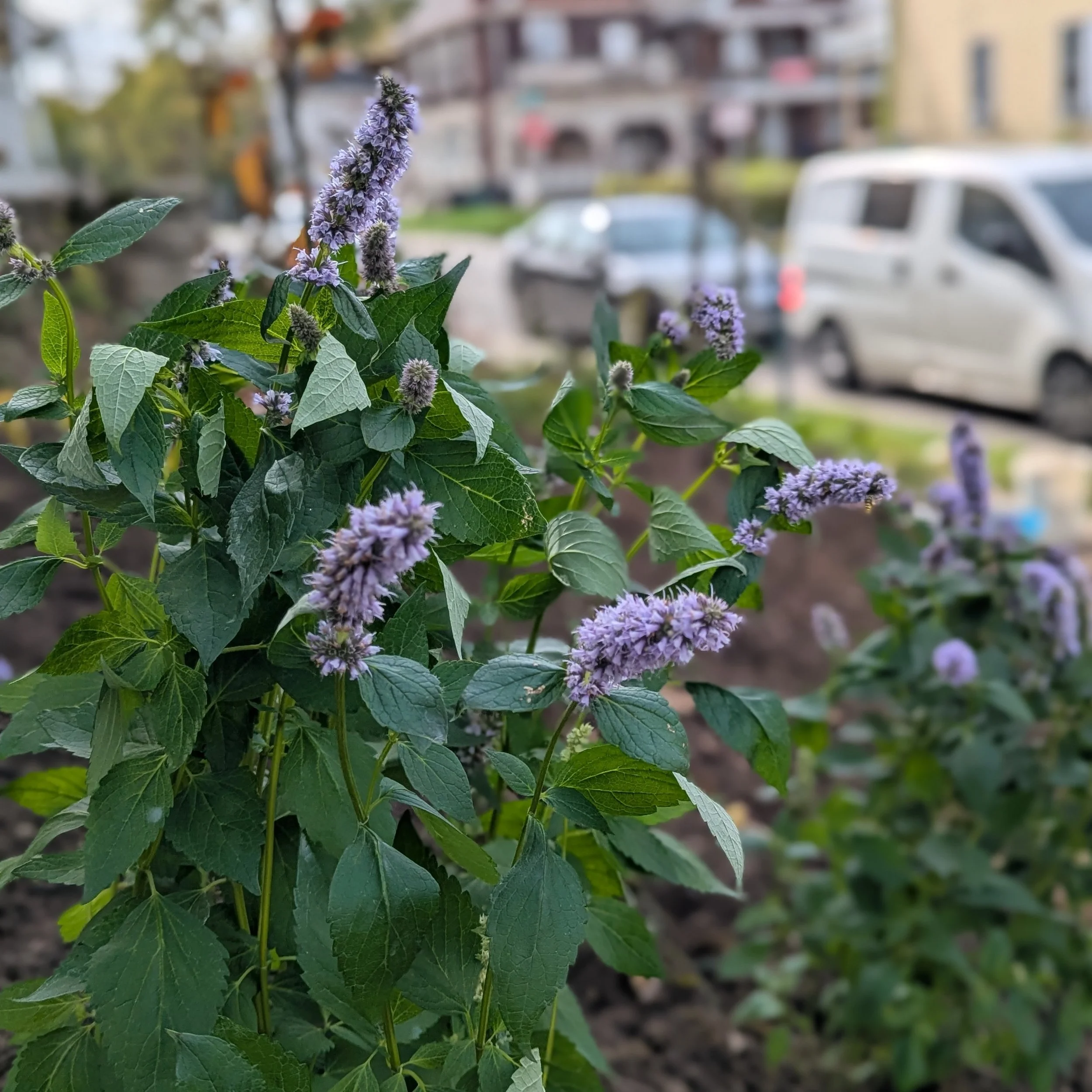 agastache foeniculum.jpg
