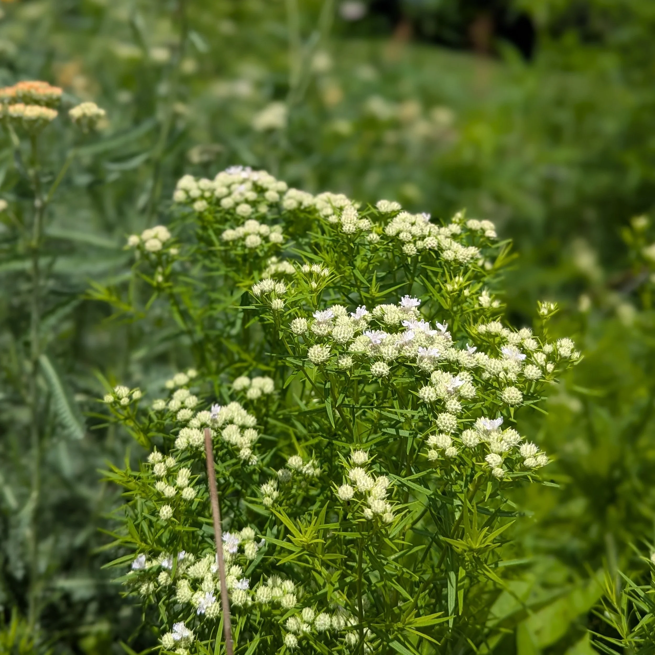 Pycnanthemum tenuifolium flowering.jpg