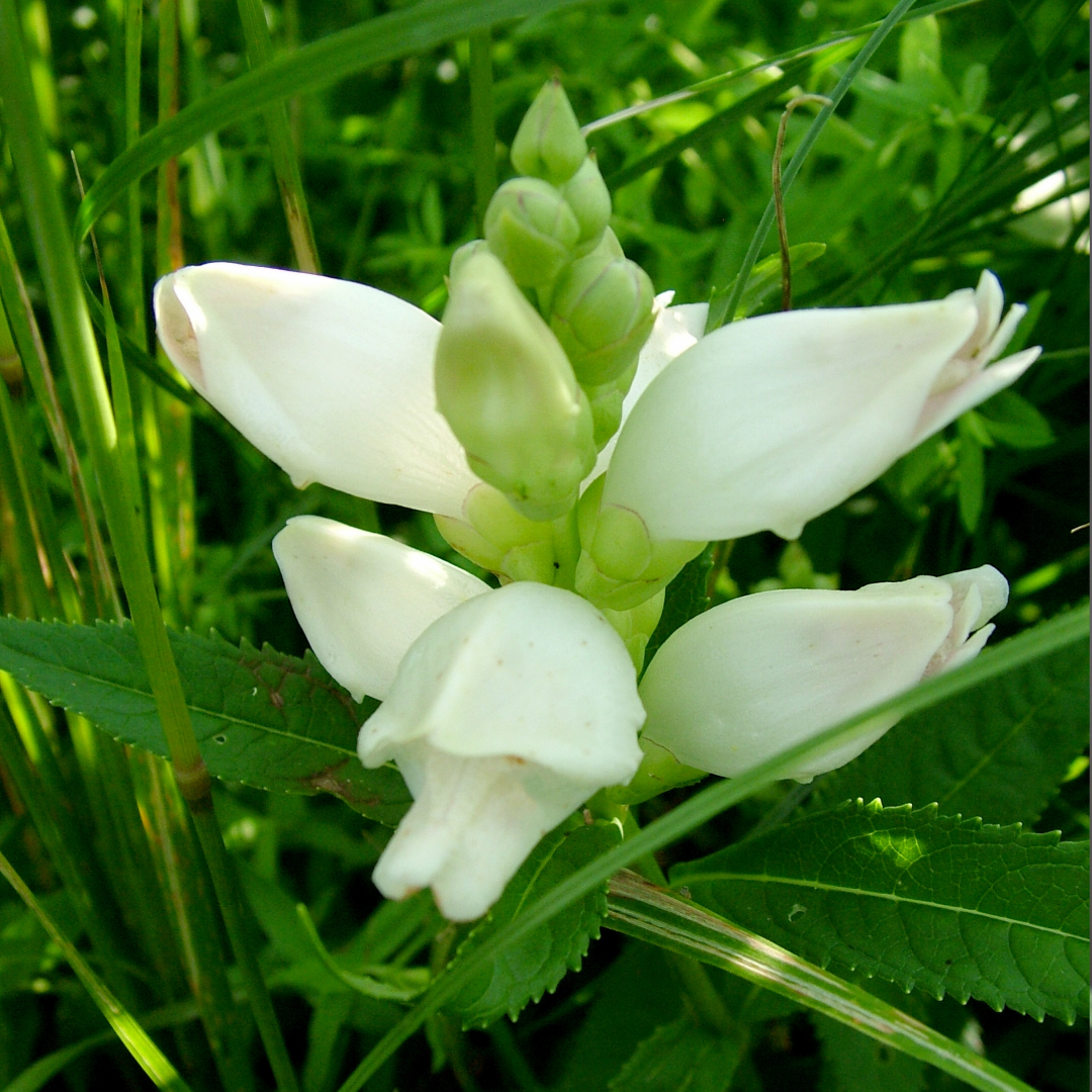 Chelone glabra.png