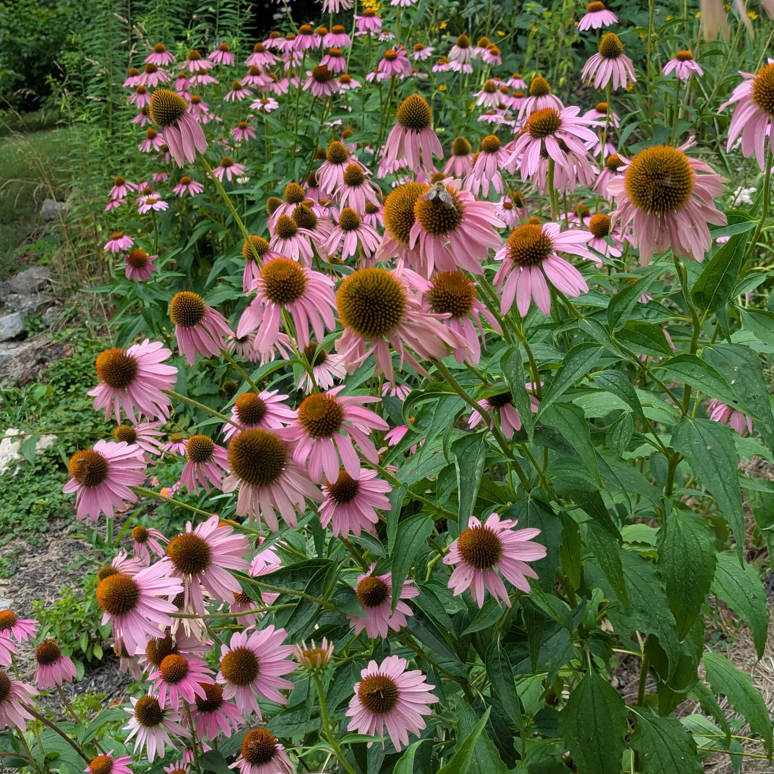 echinacea purpurea my garden summer25.jpg