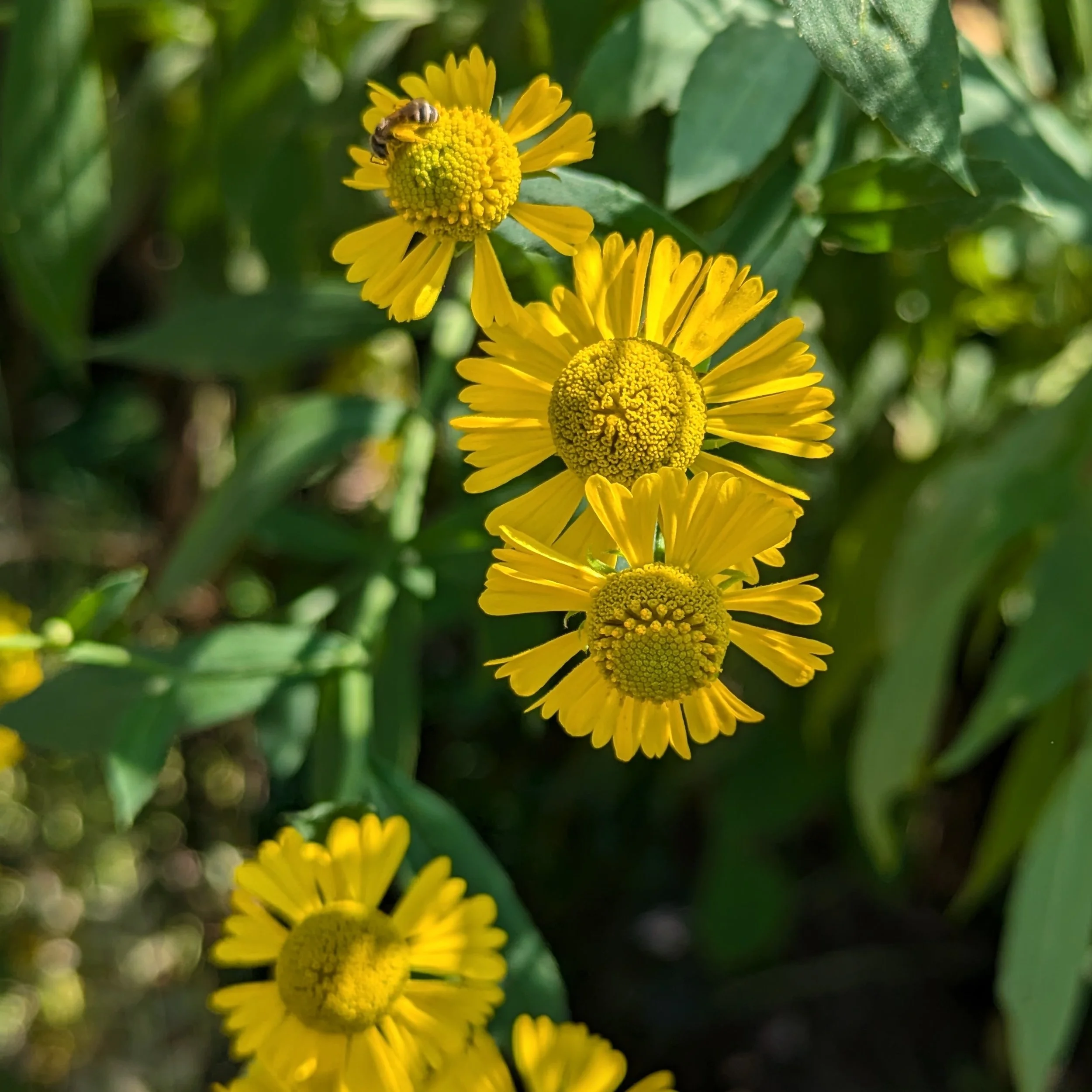 Helenium autumnale flowers.jpg