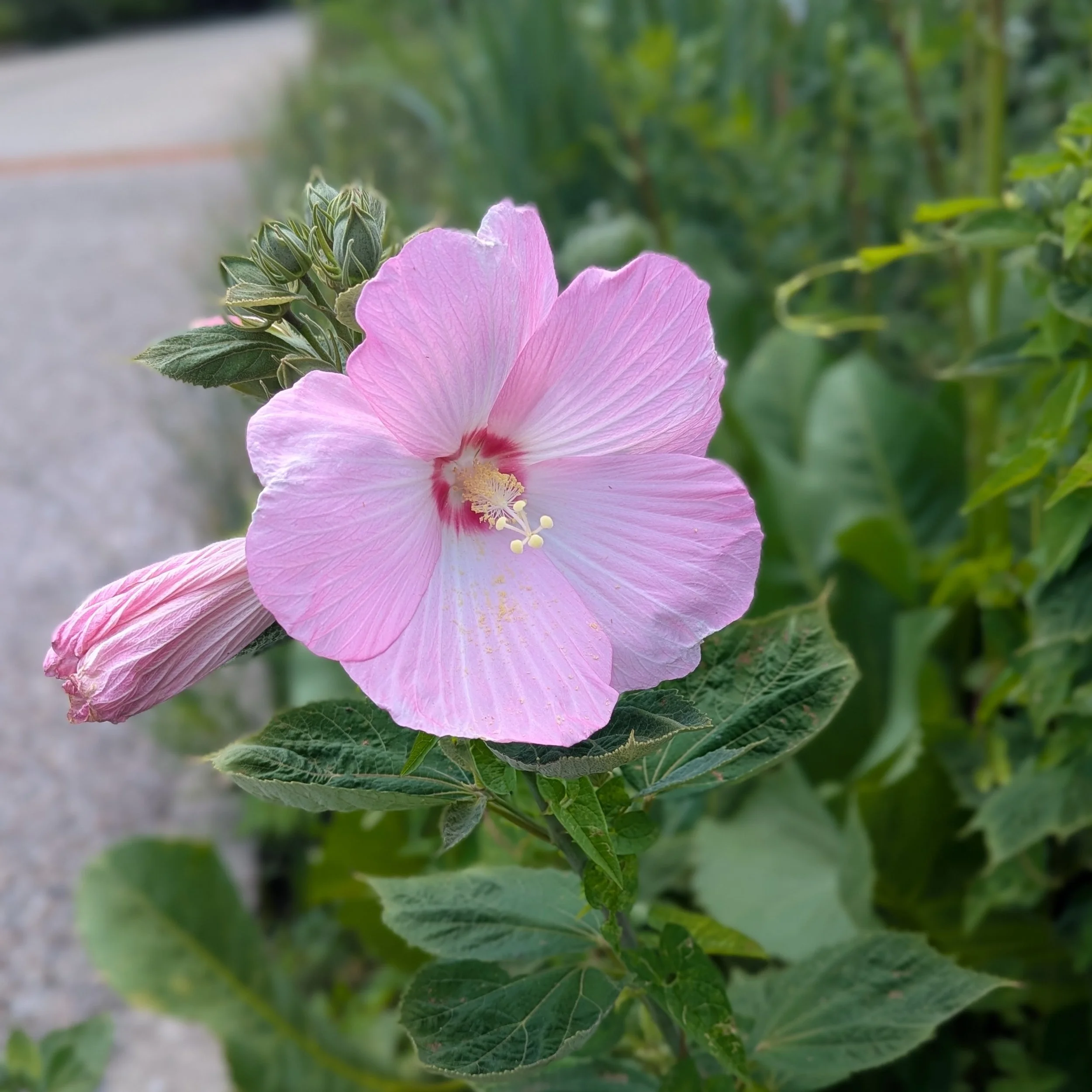 Hibiscus moscheutos flowers.jpg
