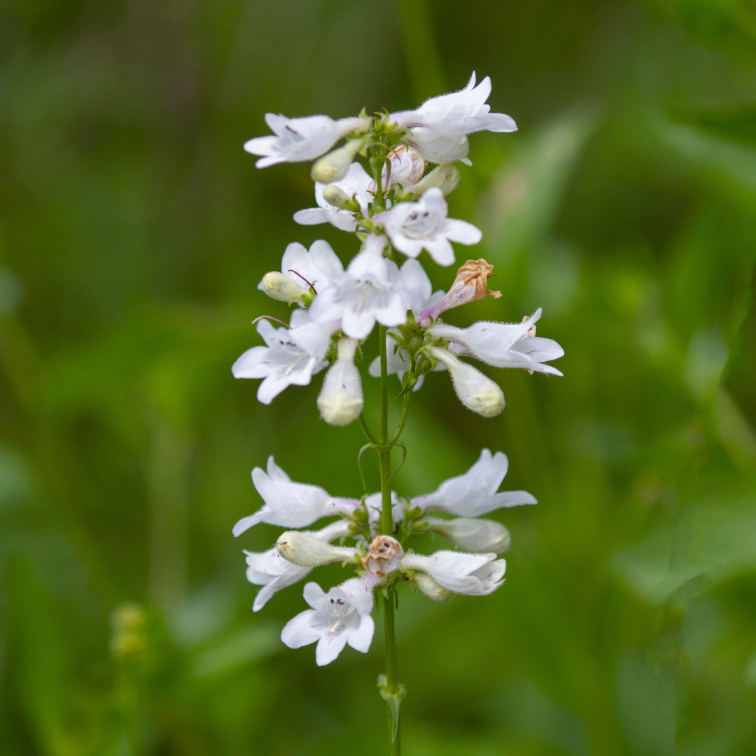 Penstemon digitalis.png