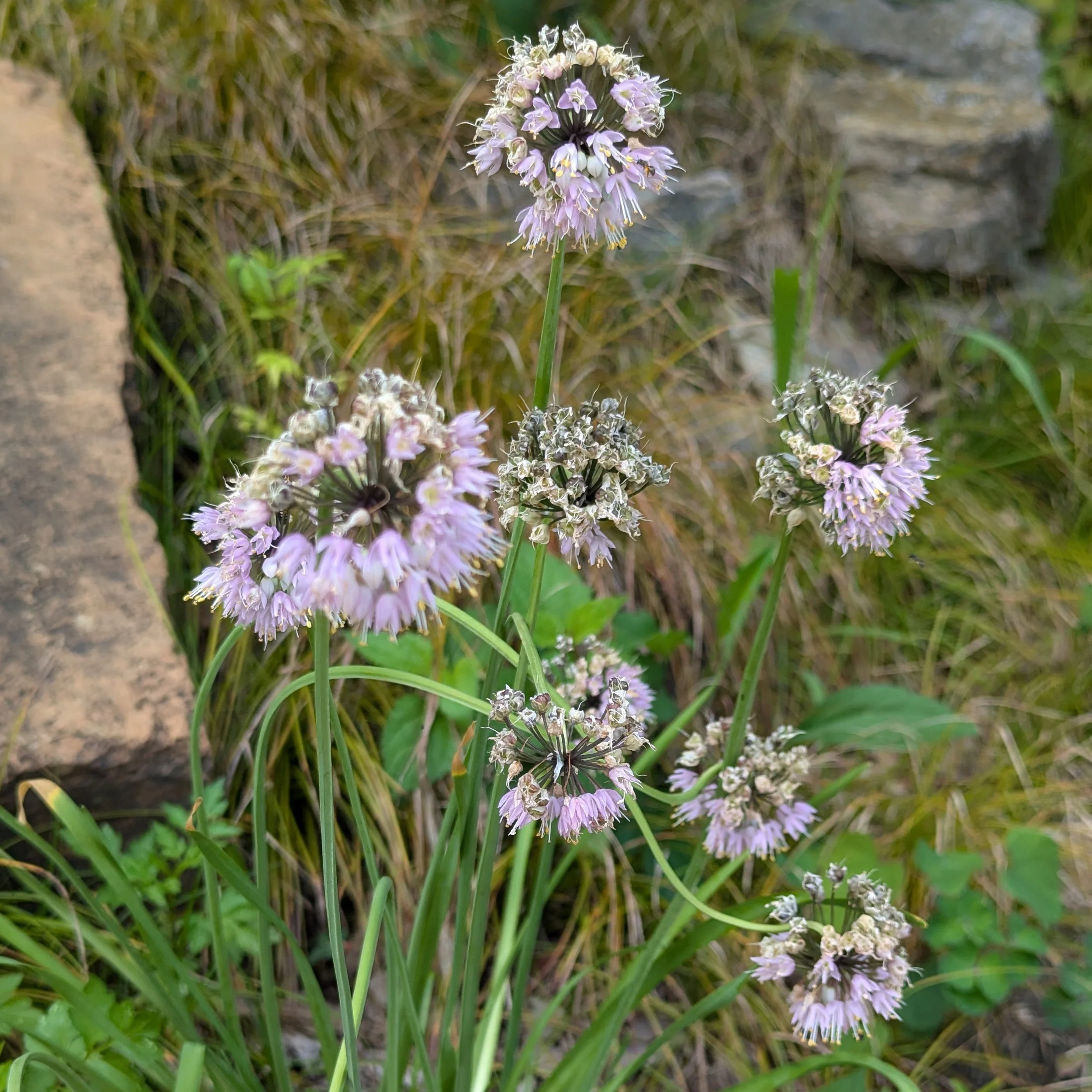 allium cernuum (1).jpg