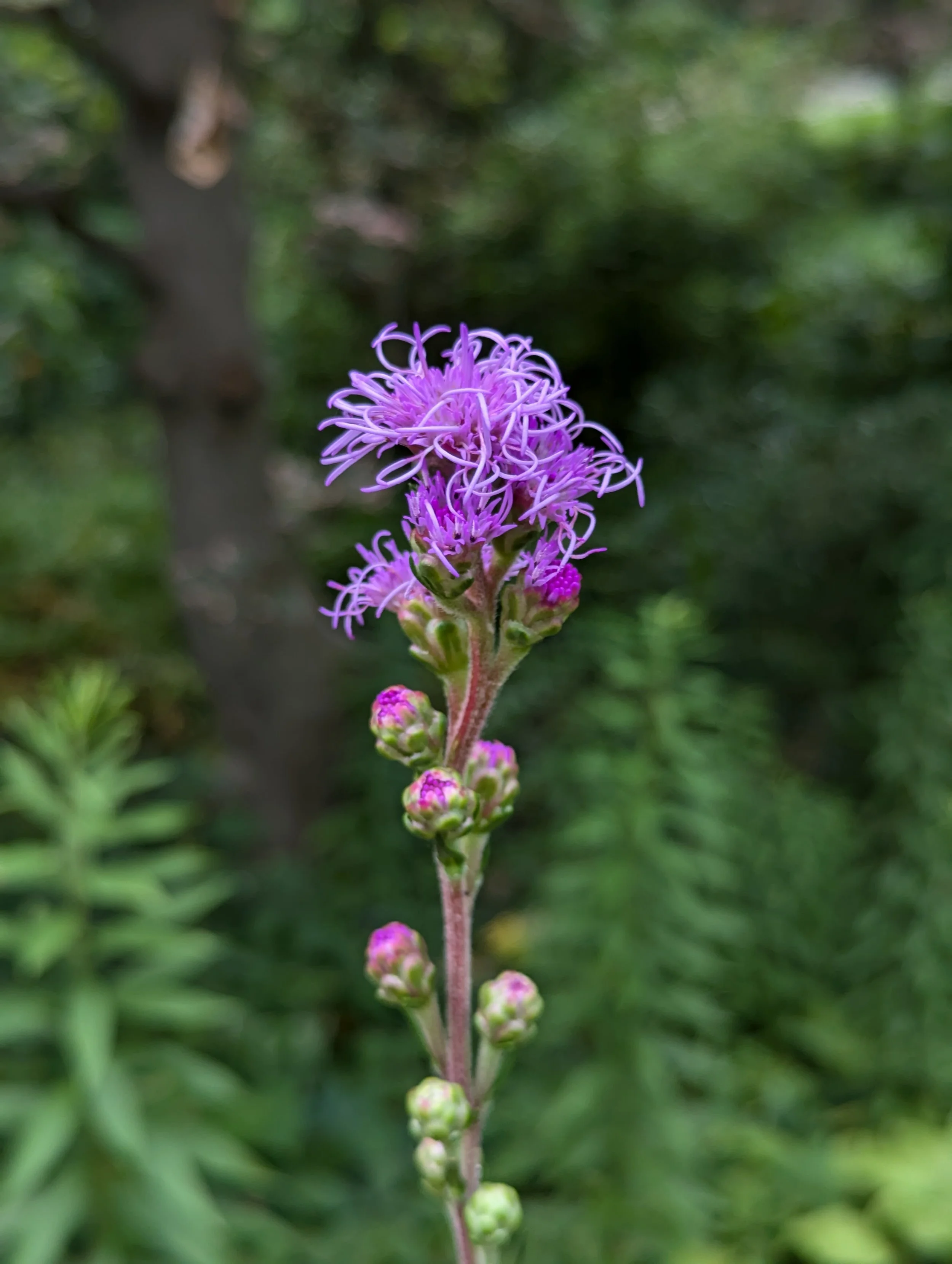 Liatris Aspera Civic Garden Center Of Greater Cincinnati liatris-aspera-civic-garden-center-of-greater-cincinnati