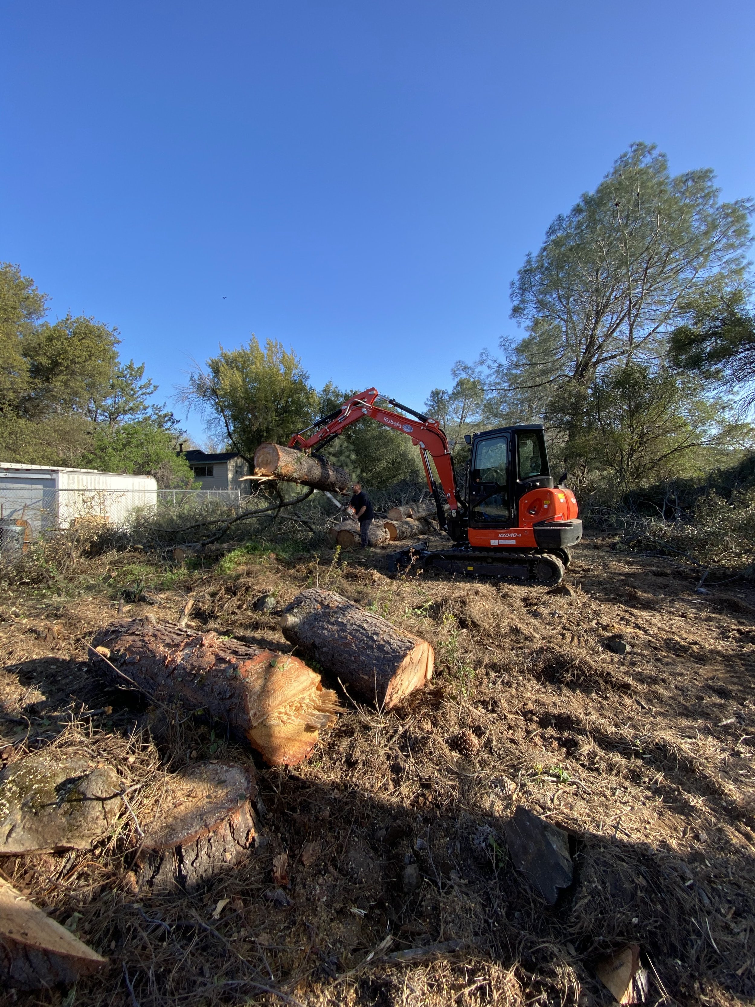 tree down 2.jpg