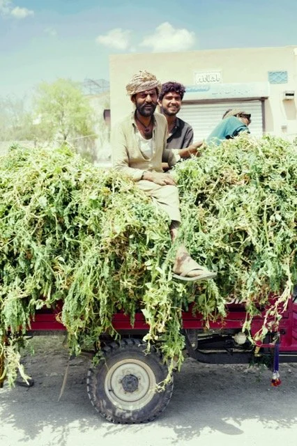 Pakistan, Punjab - The Fruits of Their Labour,  printed on Fuji Crystal Archival DPII Gloss, mounted on aluminium, non-reflective glass, edition of 20, print: 34.6 x 52 cm, framed: 68 x 51 cm