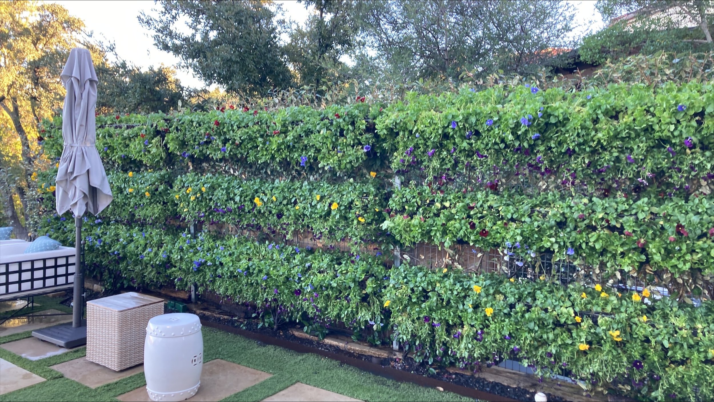 The Art of Vertical Gardens: How Color Walls Are Transforming Fort Worth Landscapes