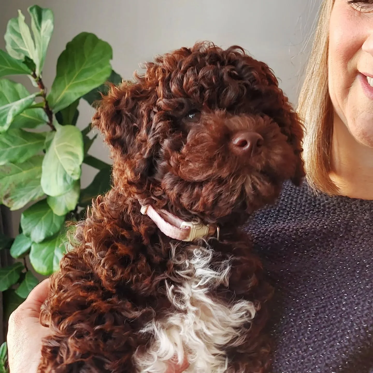 Meet Willow - the newest member of the Hosking Interior Design team&nbsp;🐾✨

Our studio just got a little fluffier and a whole lot cuter. Everyone say hello to our newest design assistant - currently specialising in morale boosting, snack supervisio