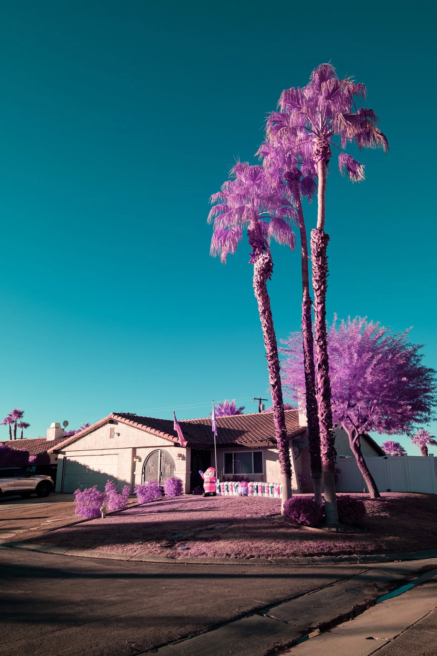 Color_Infrared_Merry_Christmas_Palm_Trees_Lucas_Saugen.jpg
