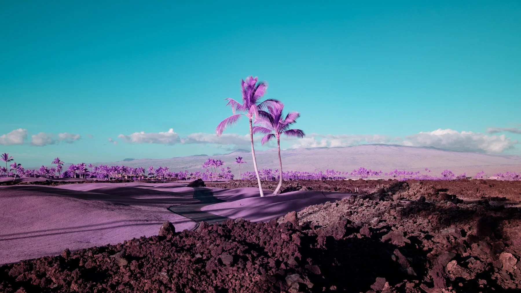 Color_Infrared_Palm_Trees_Lucas_Saugen.jpg