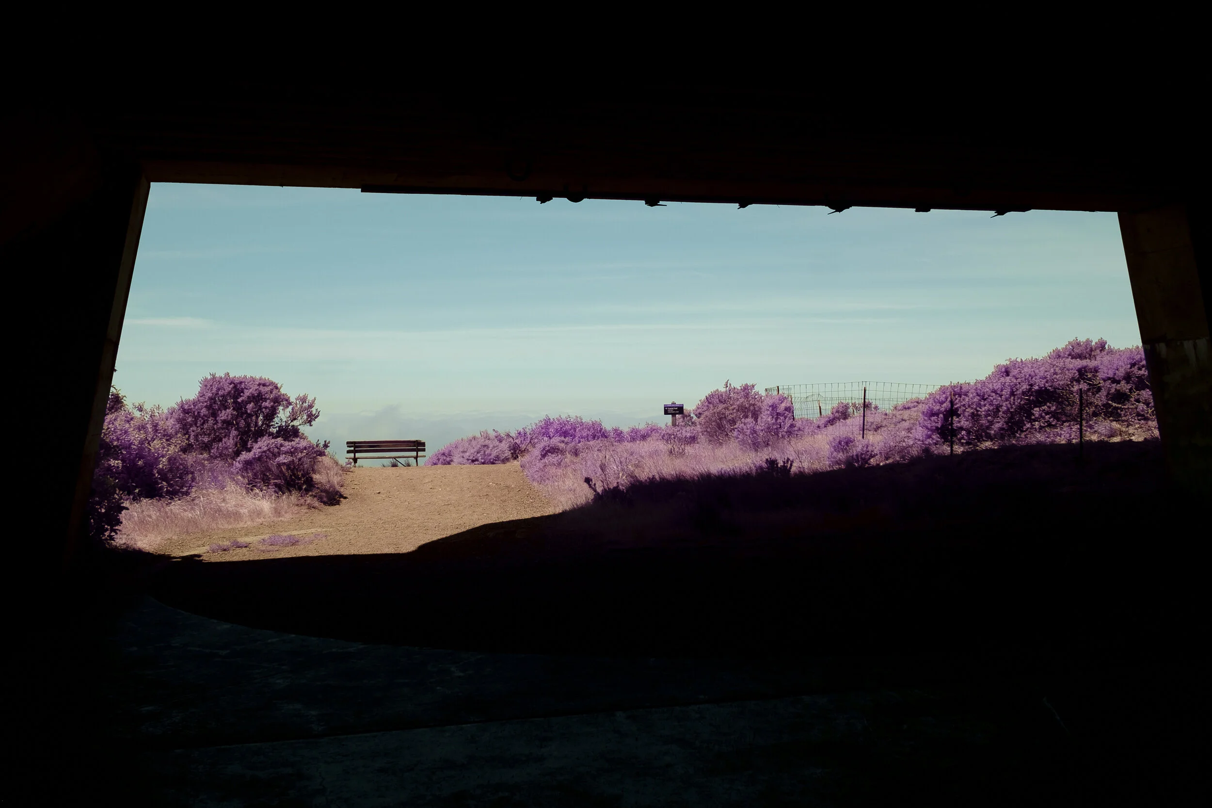 Color_Infrared_Bunker_Marin_Headlands_Lucas_Saugen.jpg