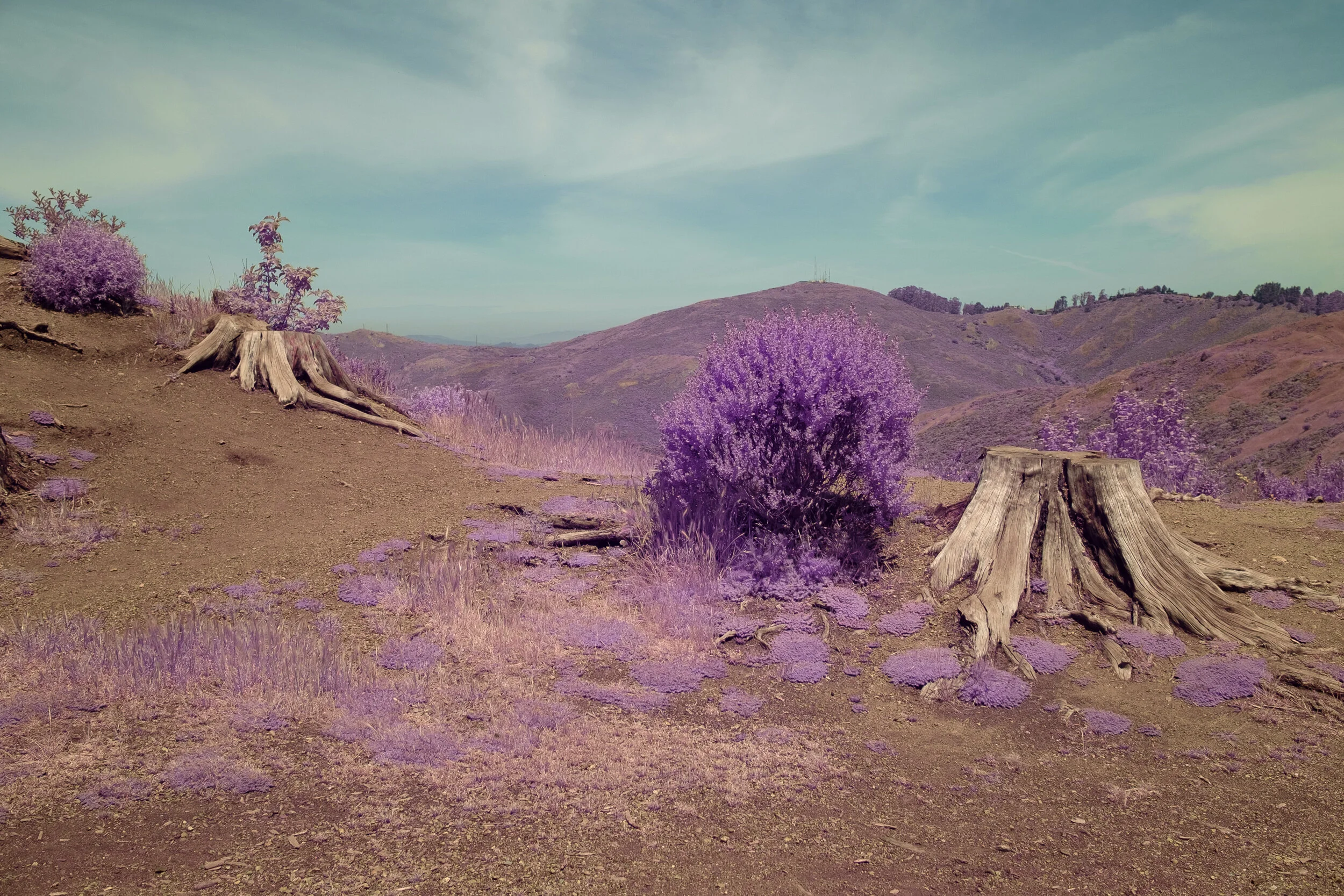 Fujifilm X-Pro1 Hyper Color Infrared Conversion