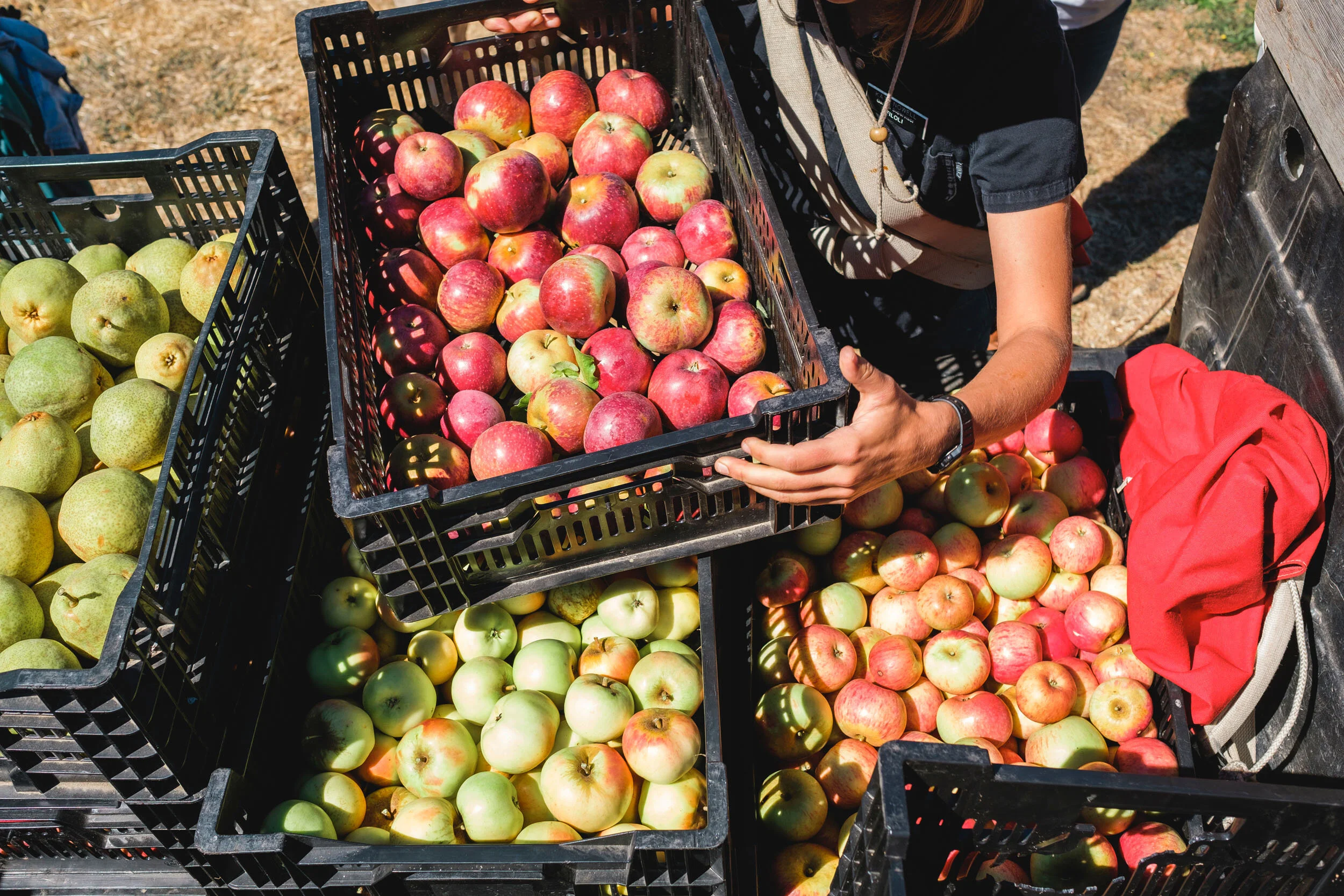 California's Century-Old Orchards Provide a Link to the Vanishing Past
