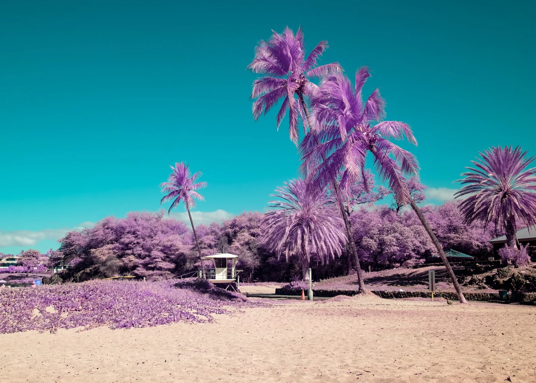Color_Infrared_Lifeguard_Beach_Hawaii_Lucas_Saugen.jpg