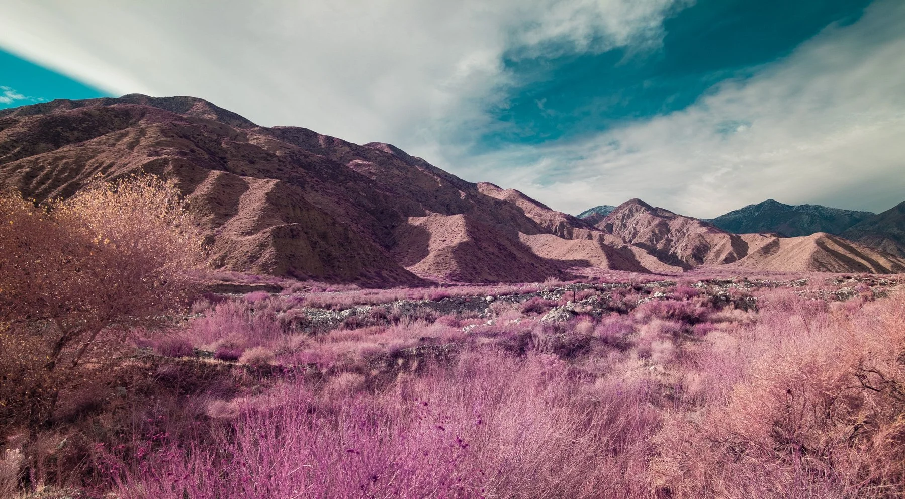 Color_Infrared_Palm_Springs_Desert_Lucas_Saugen.jpg