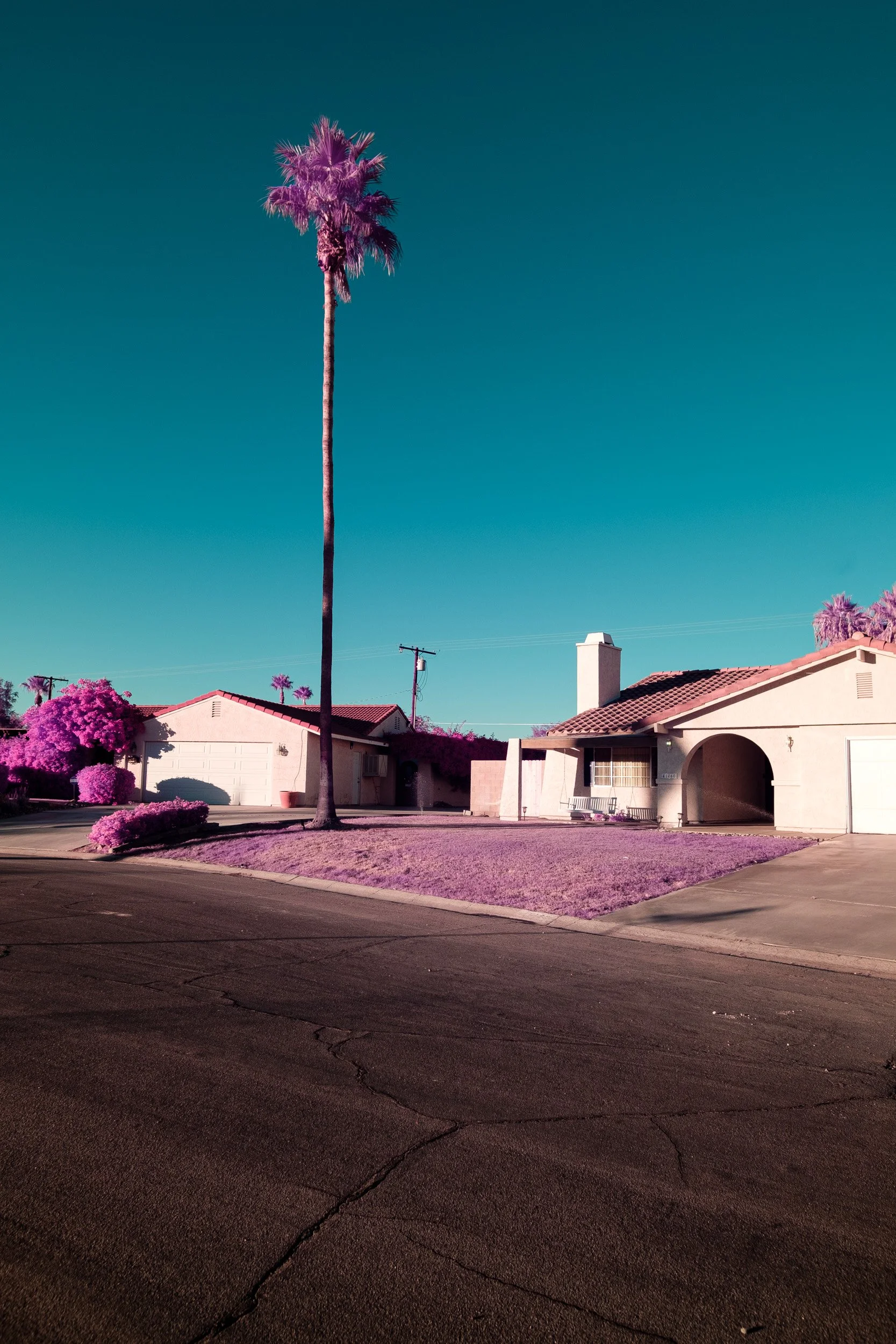 Color_Infrared_Palm_Tree_Suburb_House_Lucas_Saugen.jpg