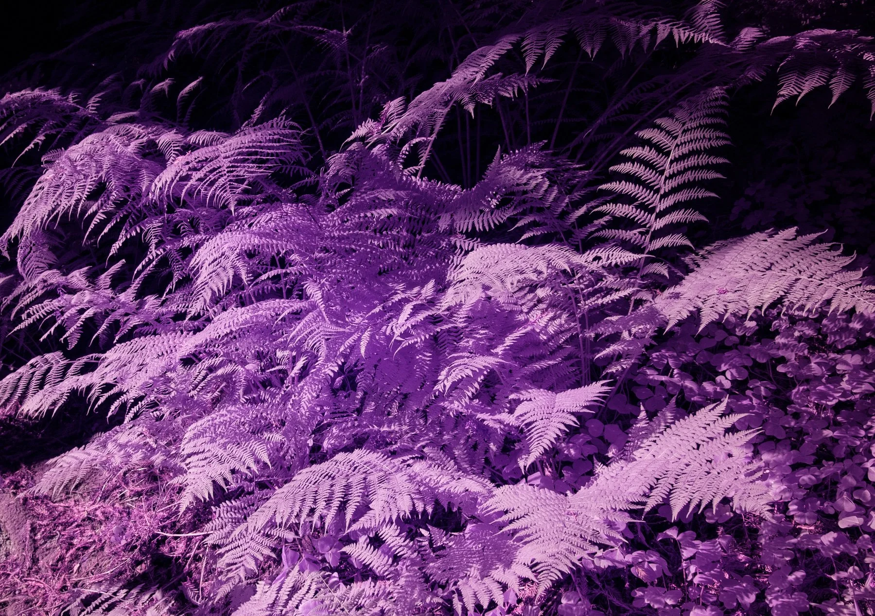 Color_Infrared_Ferns_Lucas_Saugen.jpg