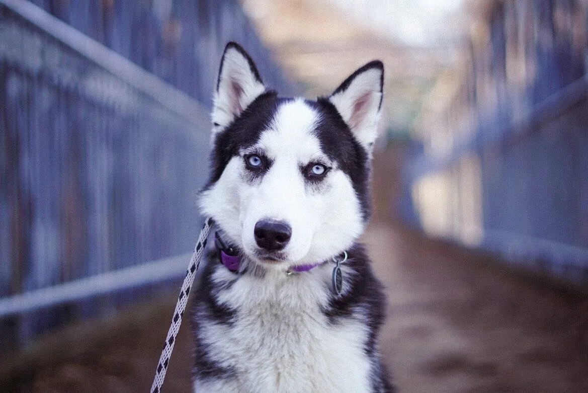 Structured boarding is for dogs that have completed training or are currently in a program with a local balanced trainer. 

I admire owners who don&rsquo;t want their hard work to be undone while they are away. We keep up any training they have alrea