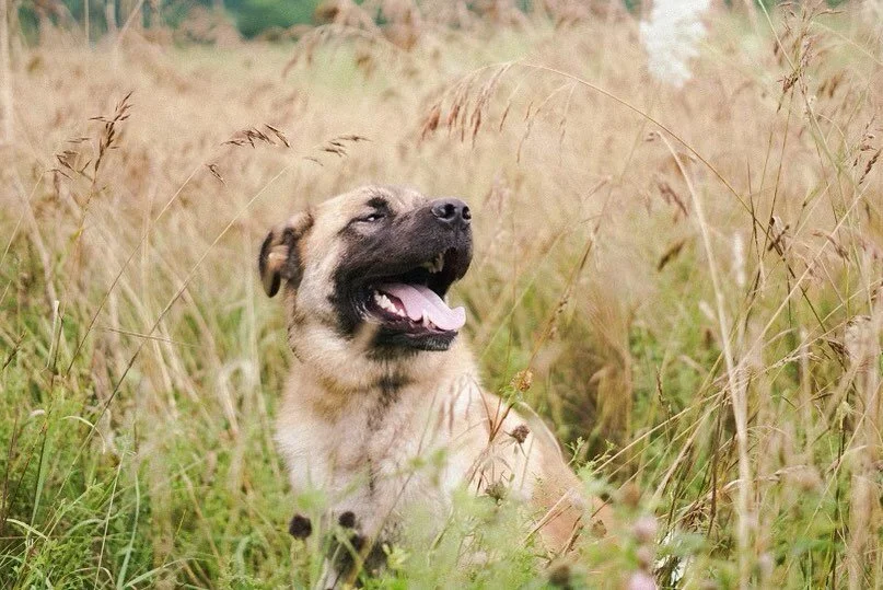 Six months with you 💛

Joey was found as a stray and came to me as a foster board &amp; train. After a week with him we knew he was ours and now we can&rsquo;t imagine our home without him. 

Joey was very reactive, had separation anxiety, confineme