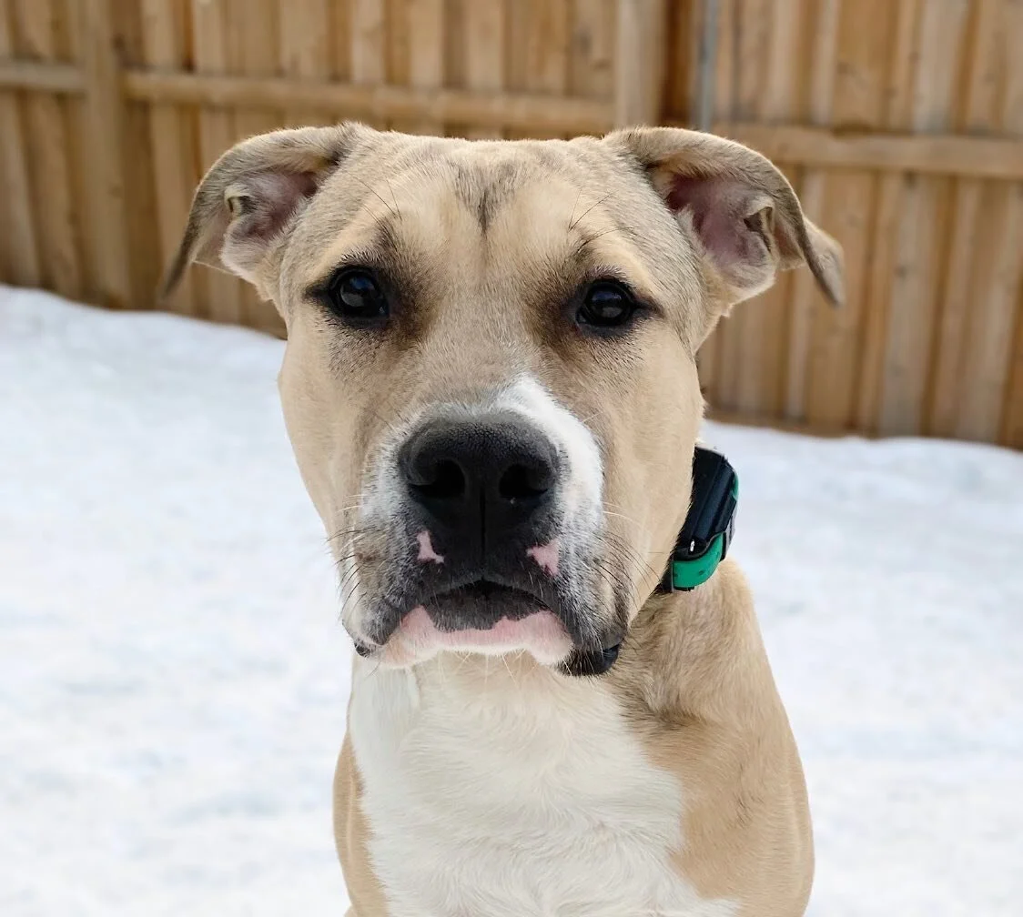 Jameson goes home today from his 1 week bootcamp. He is now 6 months old so his family wanted a refresher to clean up some of his training. 

We worked on Jamesons impulse control around other dogs and food, it was impossible for him to focus before 