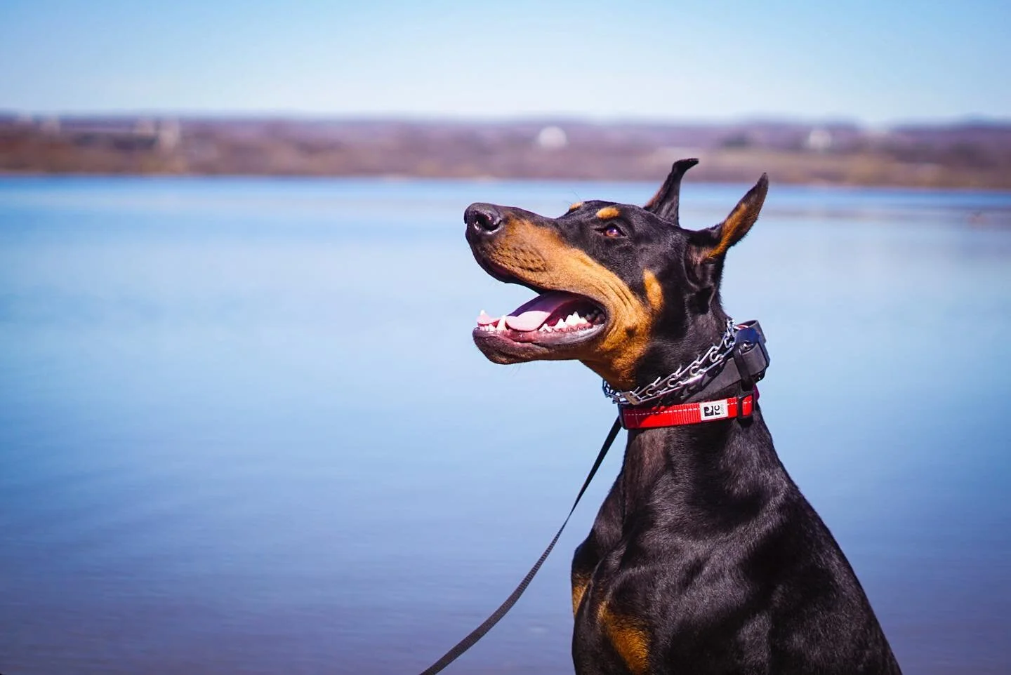 Jax is in the last two weeks of his board &amp; train program! This is when we use all his training out in the real world. 

Jax came to me very headstrong. Our major focus has been calming his mindset and patterning healthier habits. We have built a