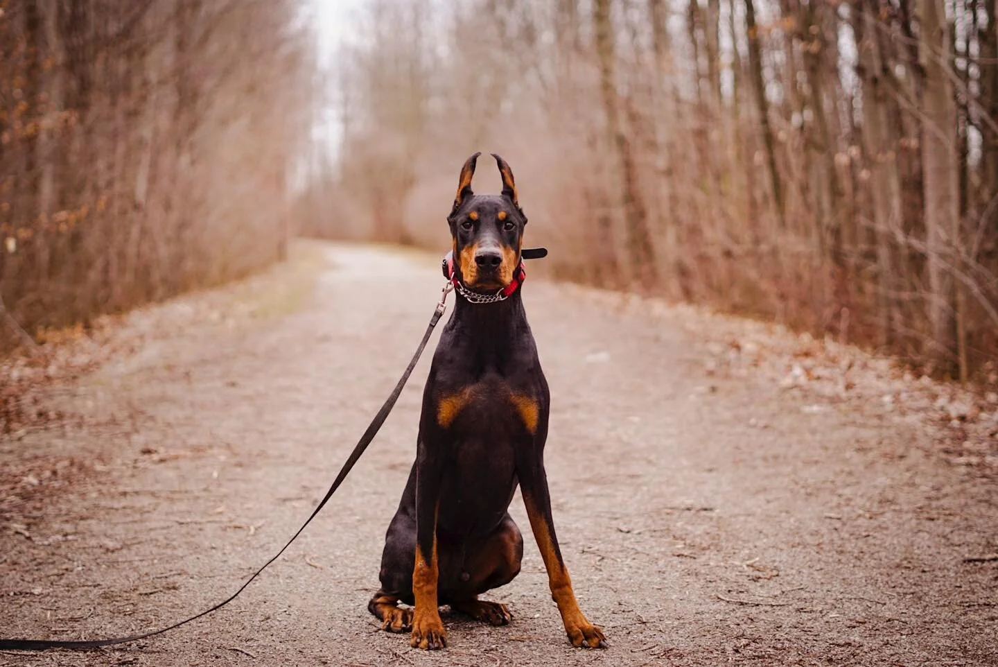Today is the end of Jax board &amp; train. 

This is only the beginning of his training journey! He will now have a fresh start back home to become the best version of himself. 

Jax has a presence. He has big energy and we&rsquo;ve worked really har